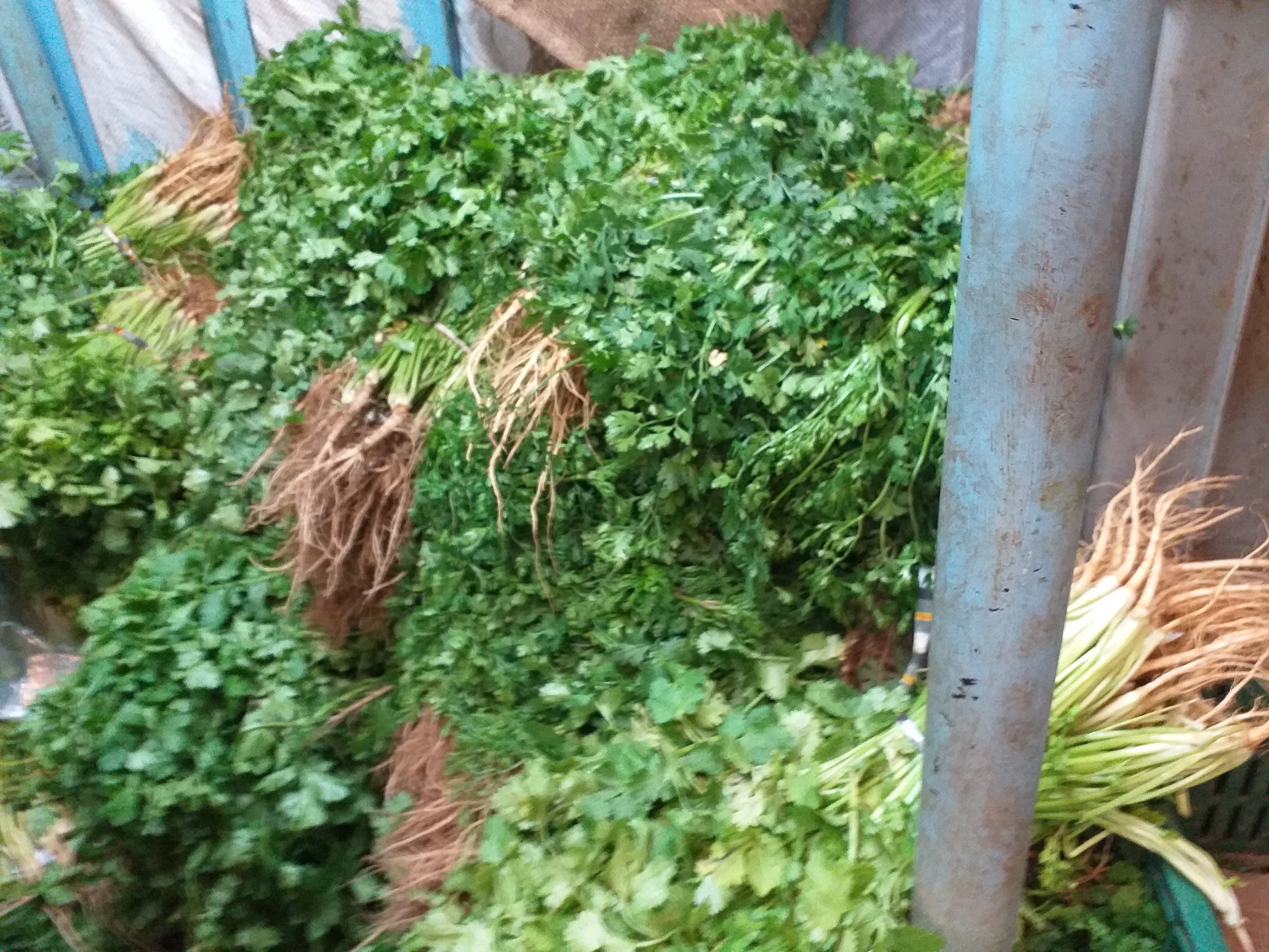 Cilantro