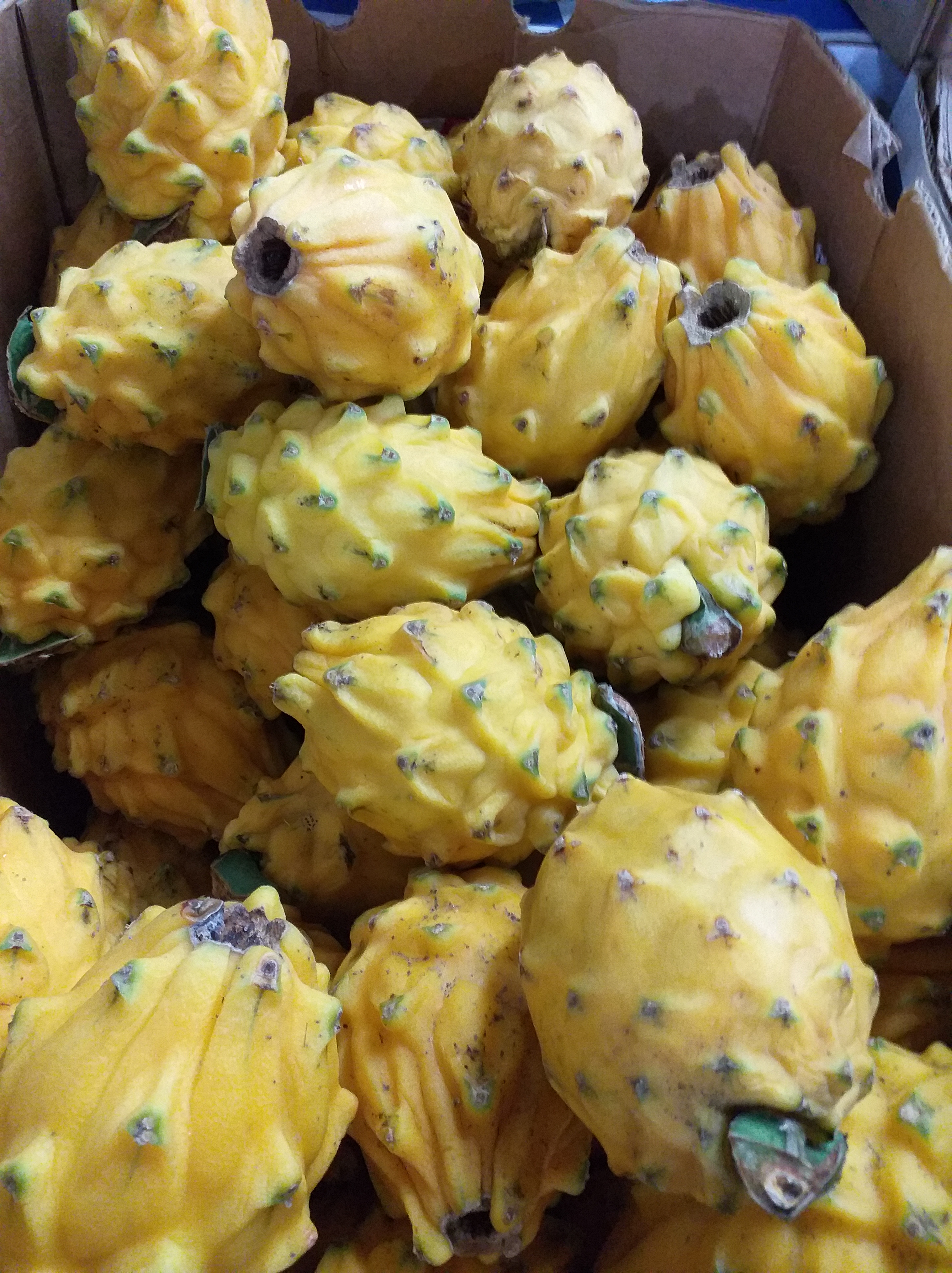 Pitaya