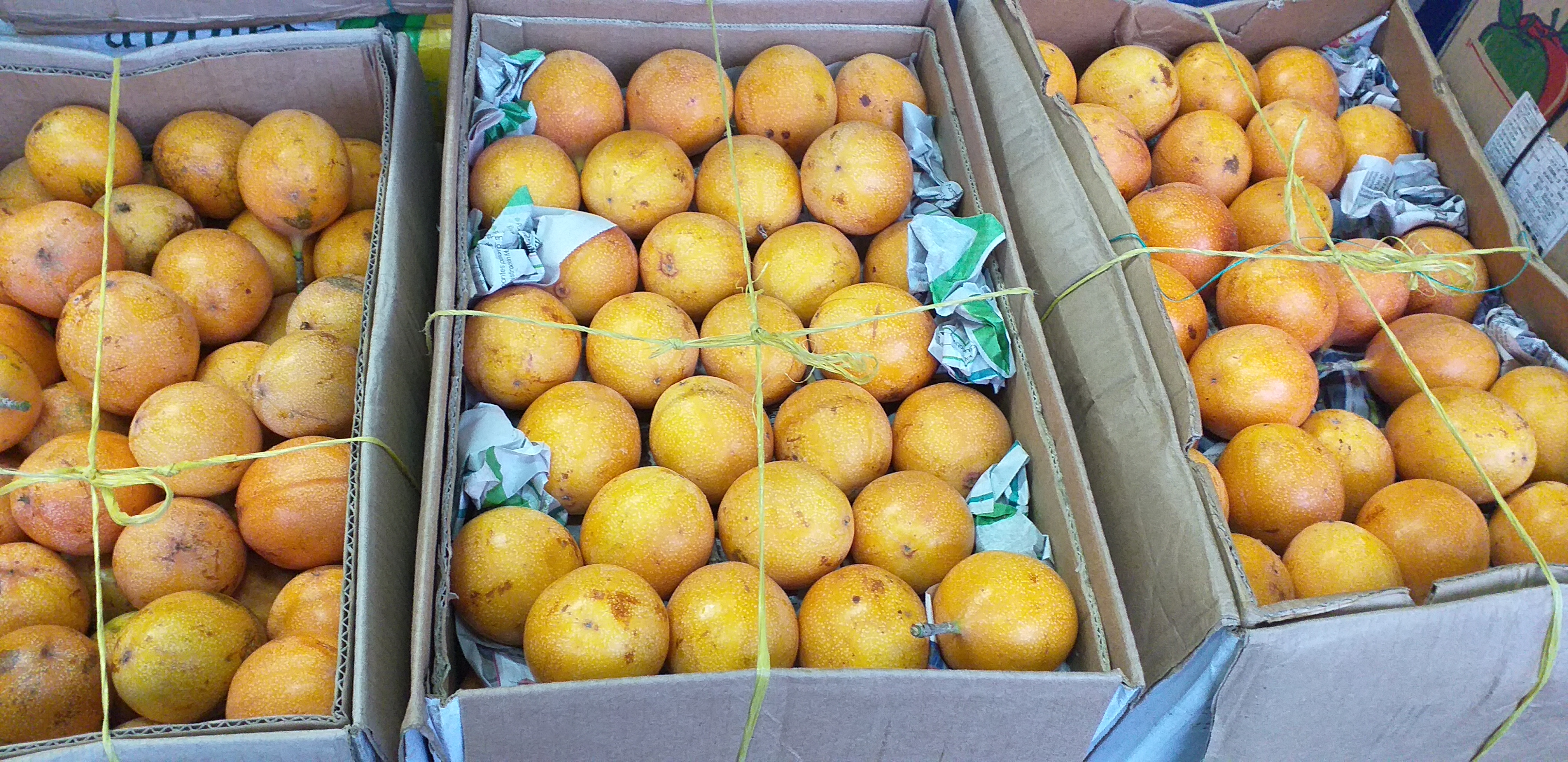 Granadilla