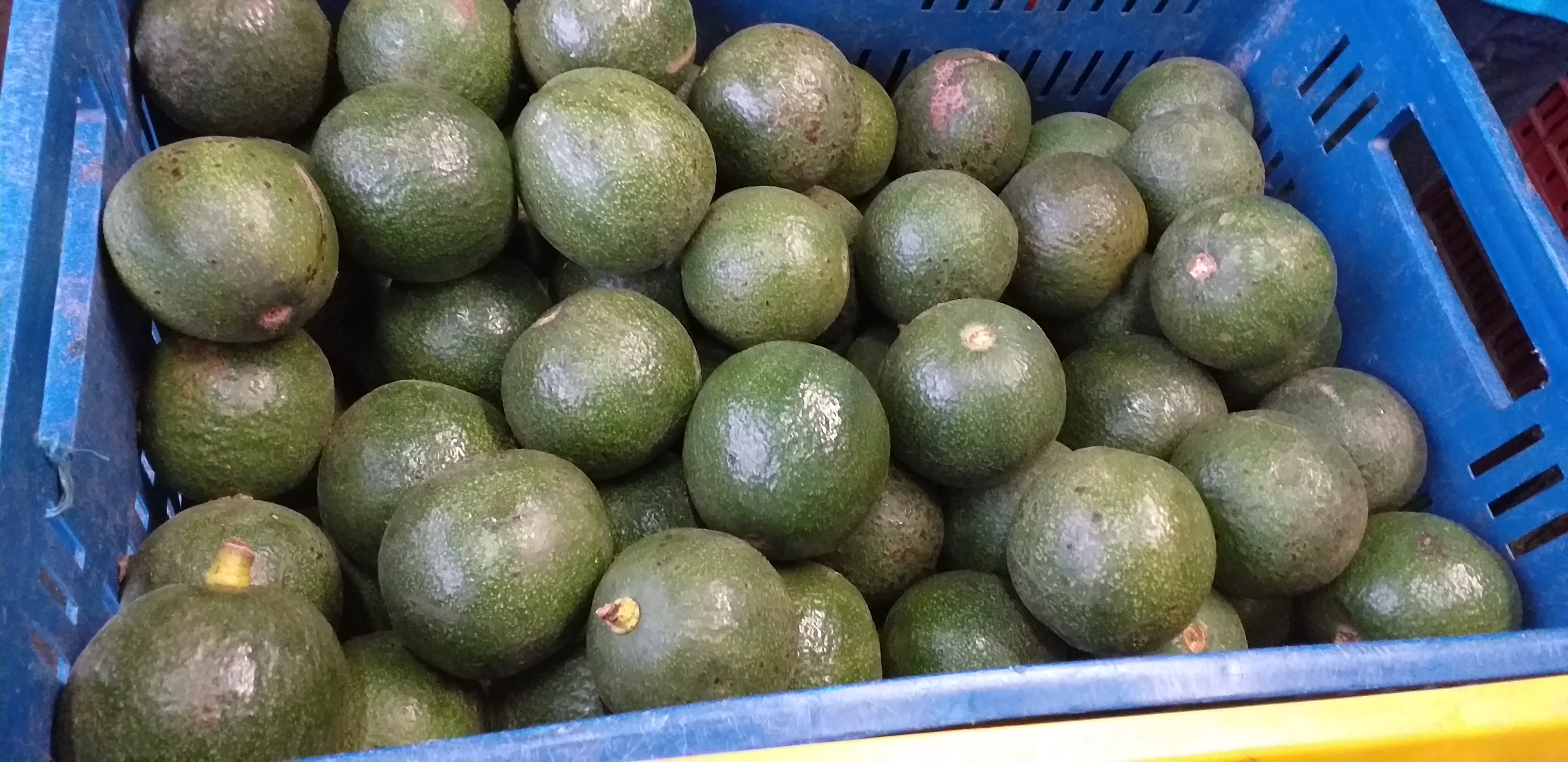 Aguacate reed