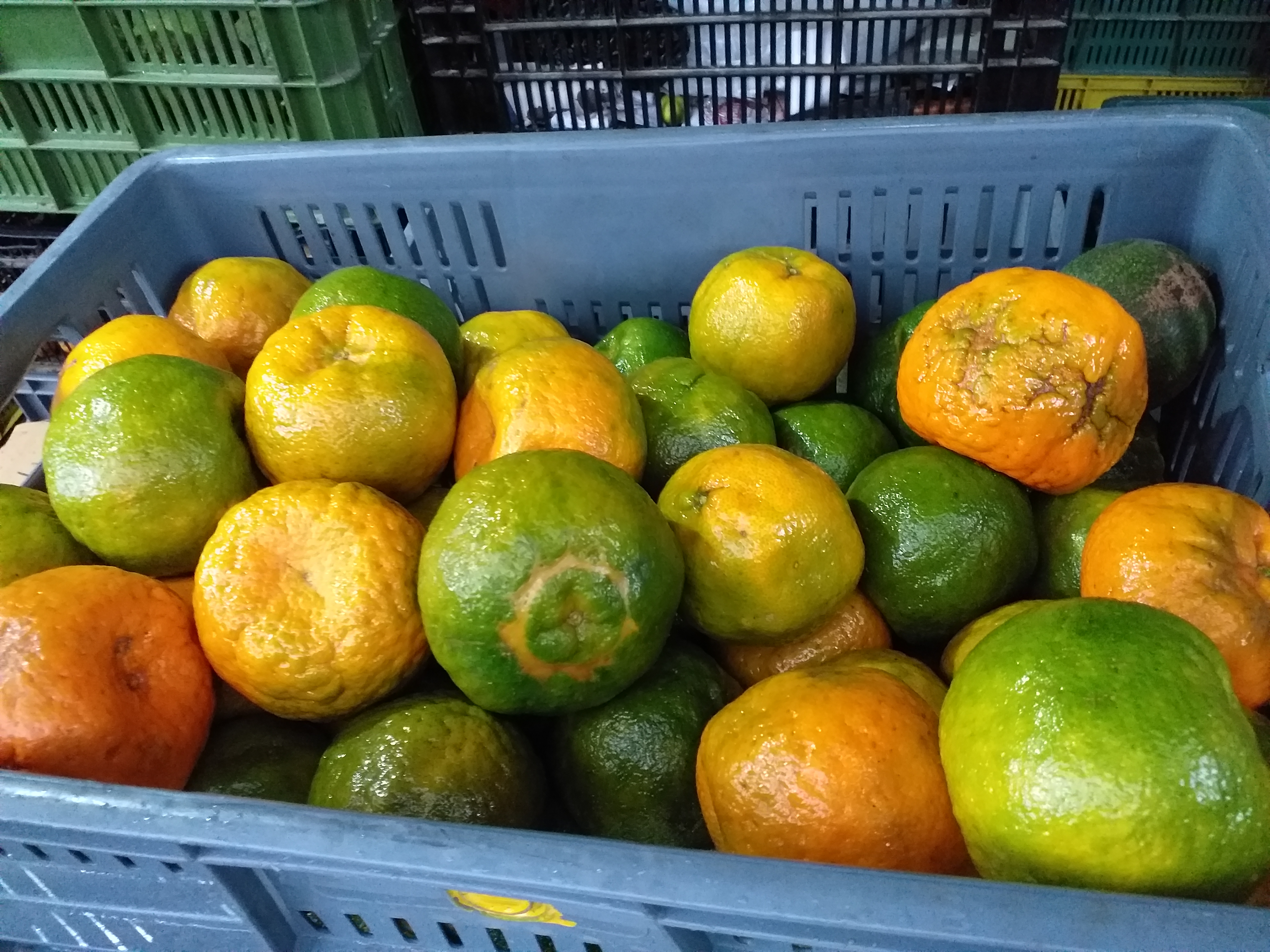 Mandarina oneca