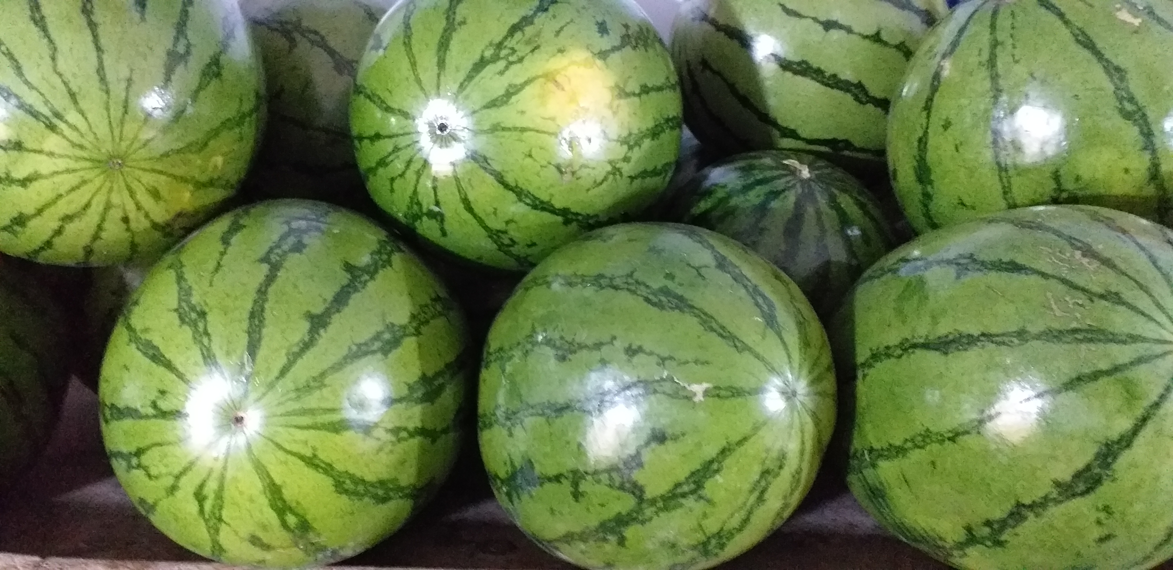 Sandia baby