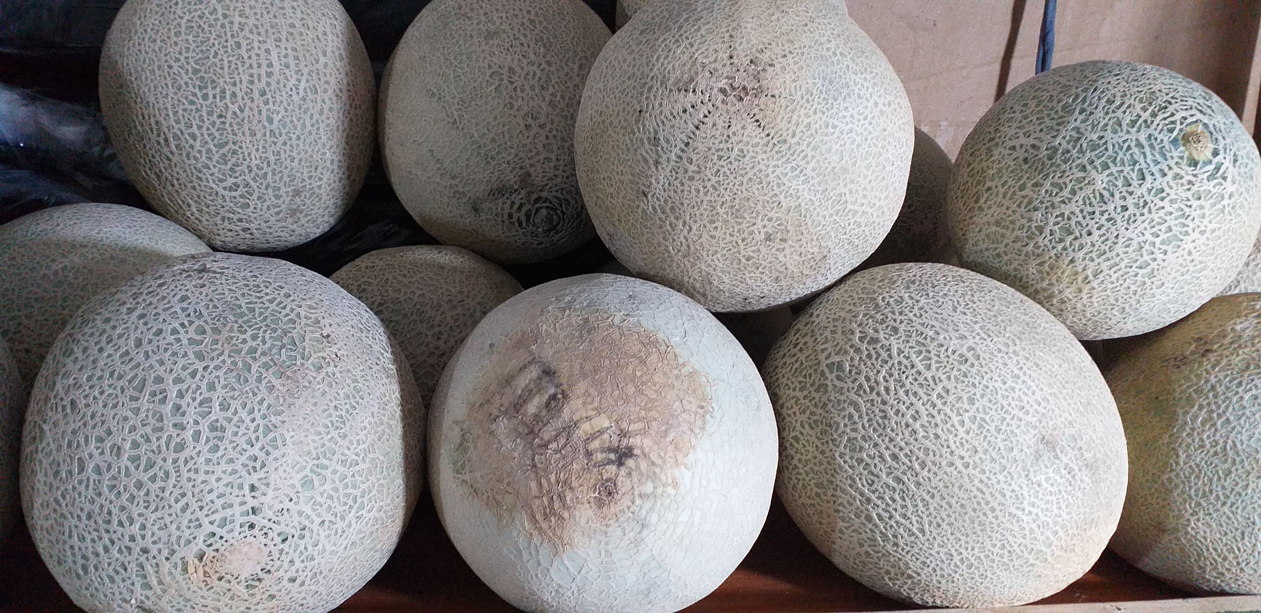 Melon