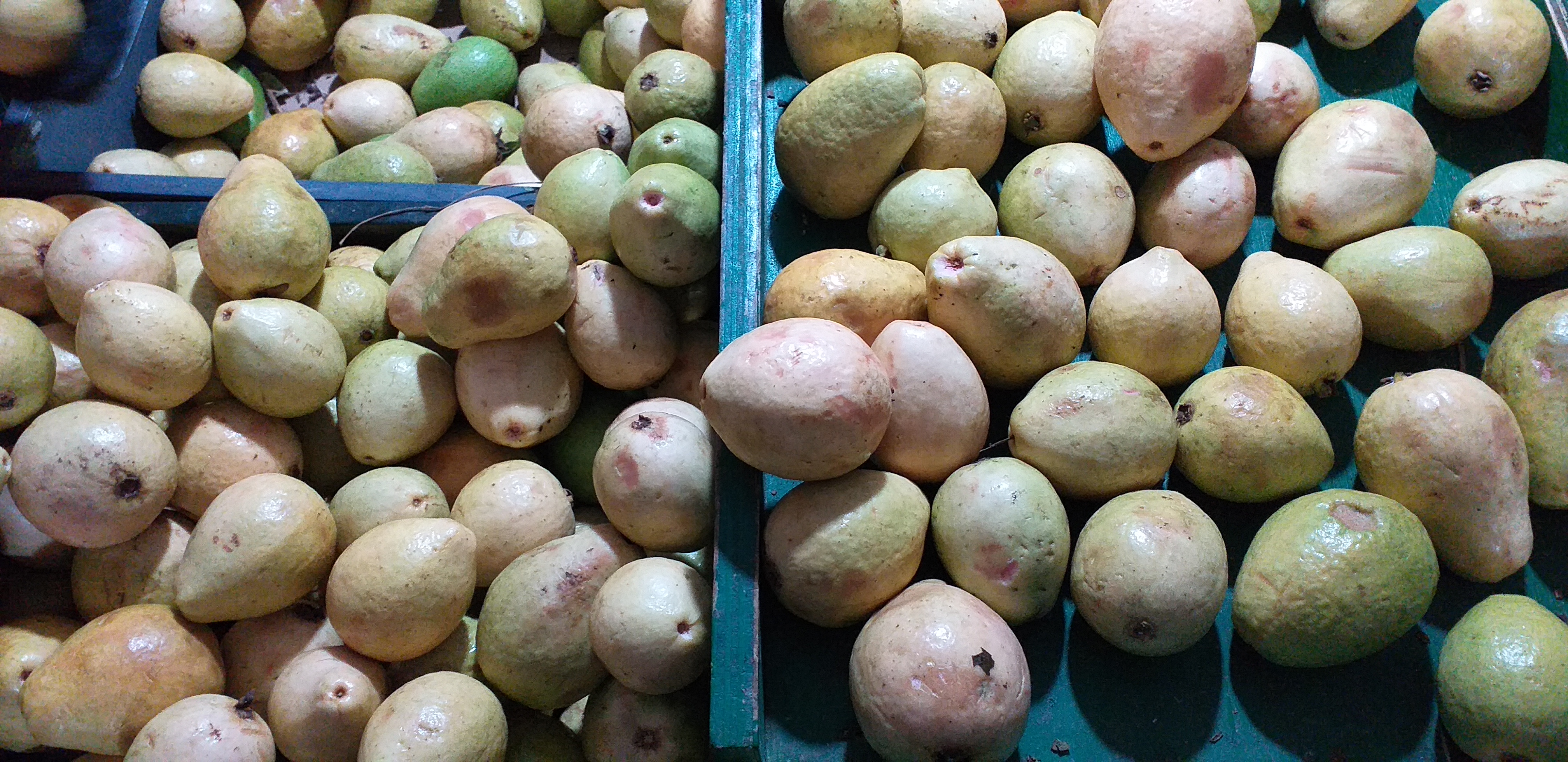 Guayaba pera