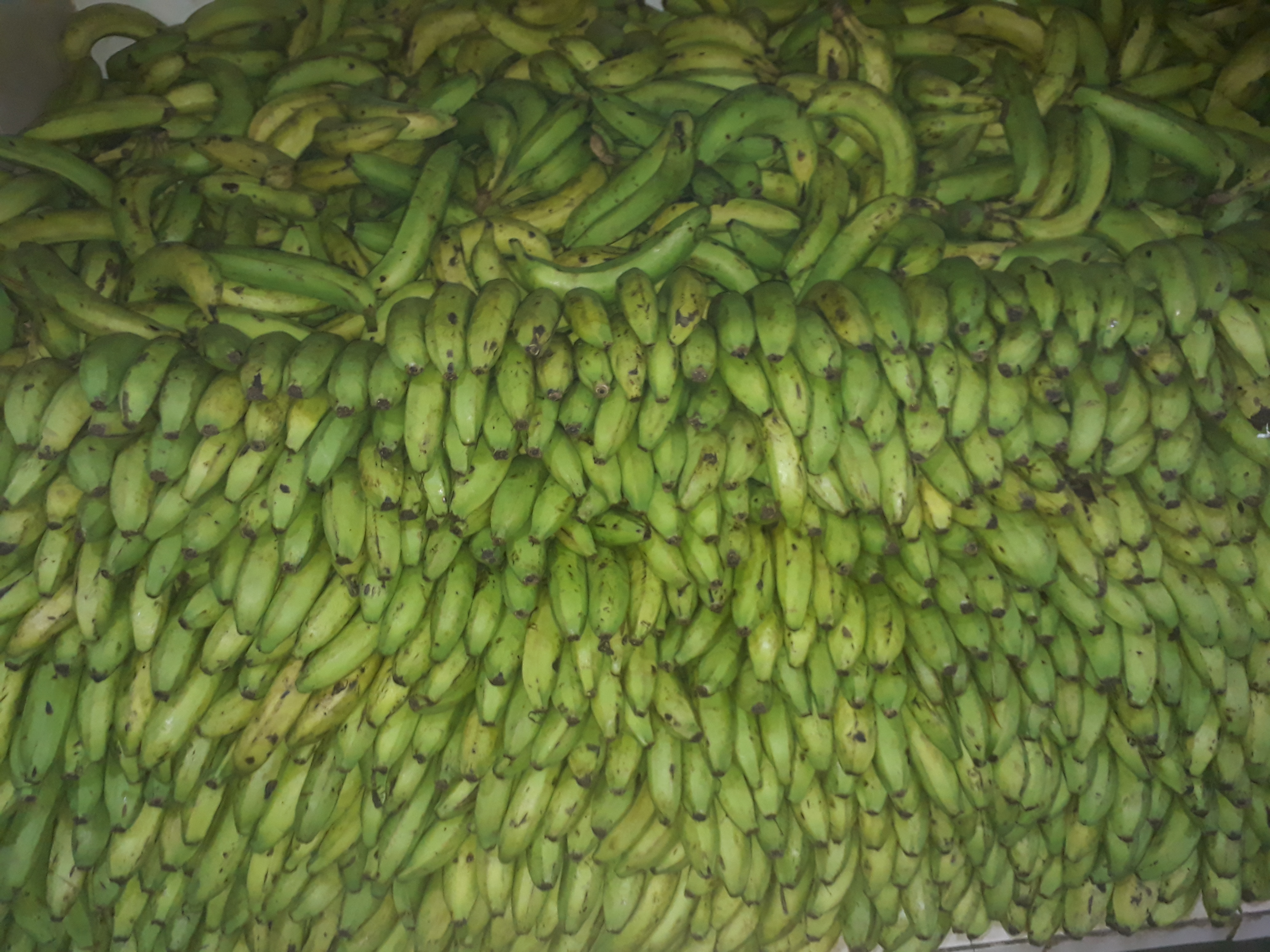 Banano verde
