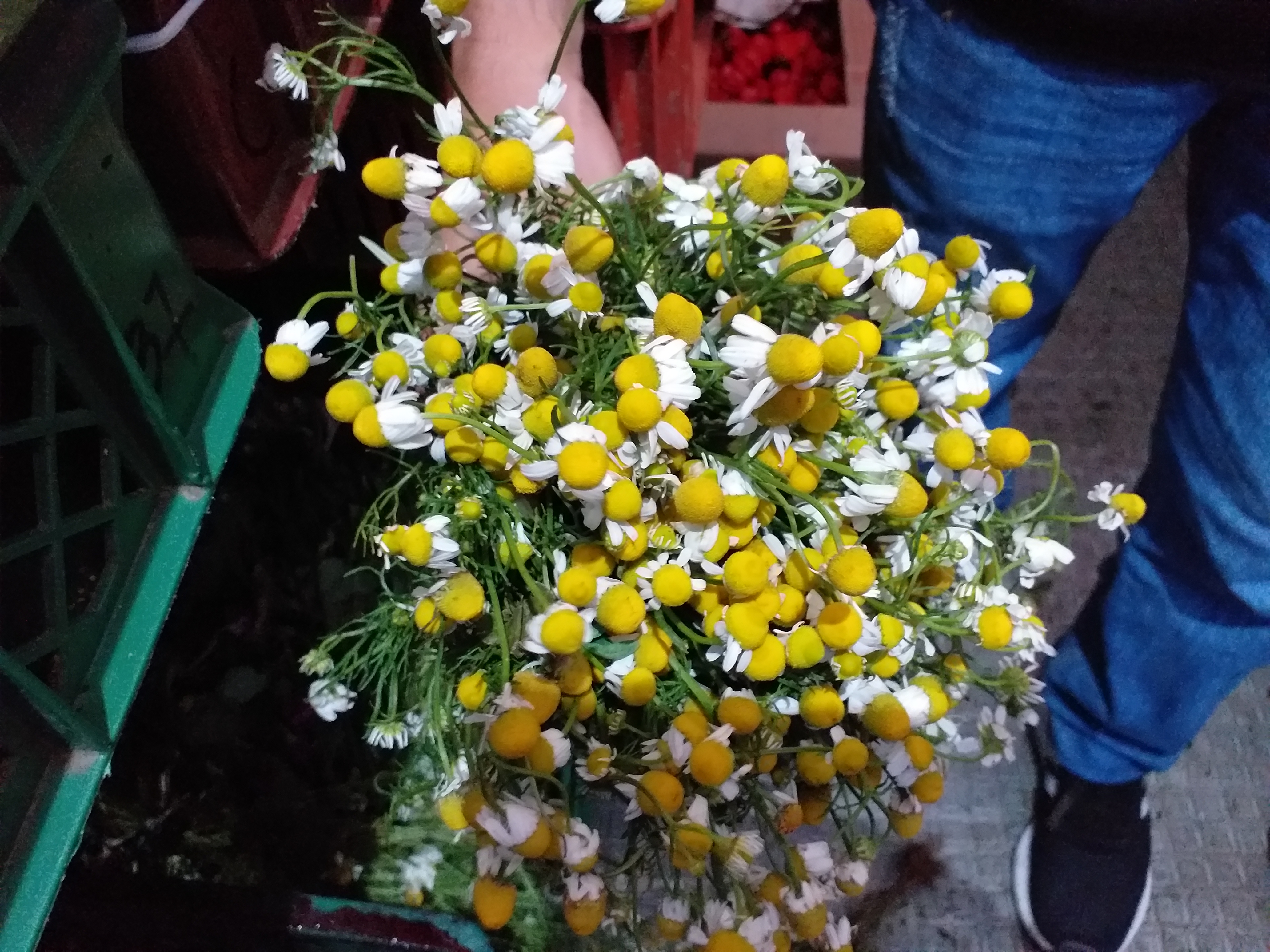 Manzanilla en manojos