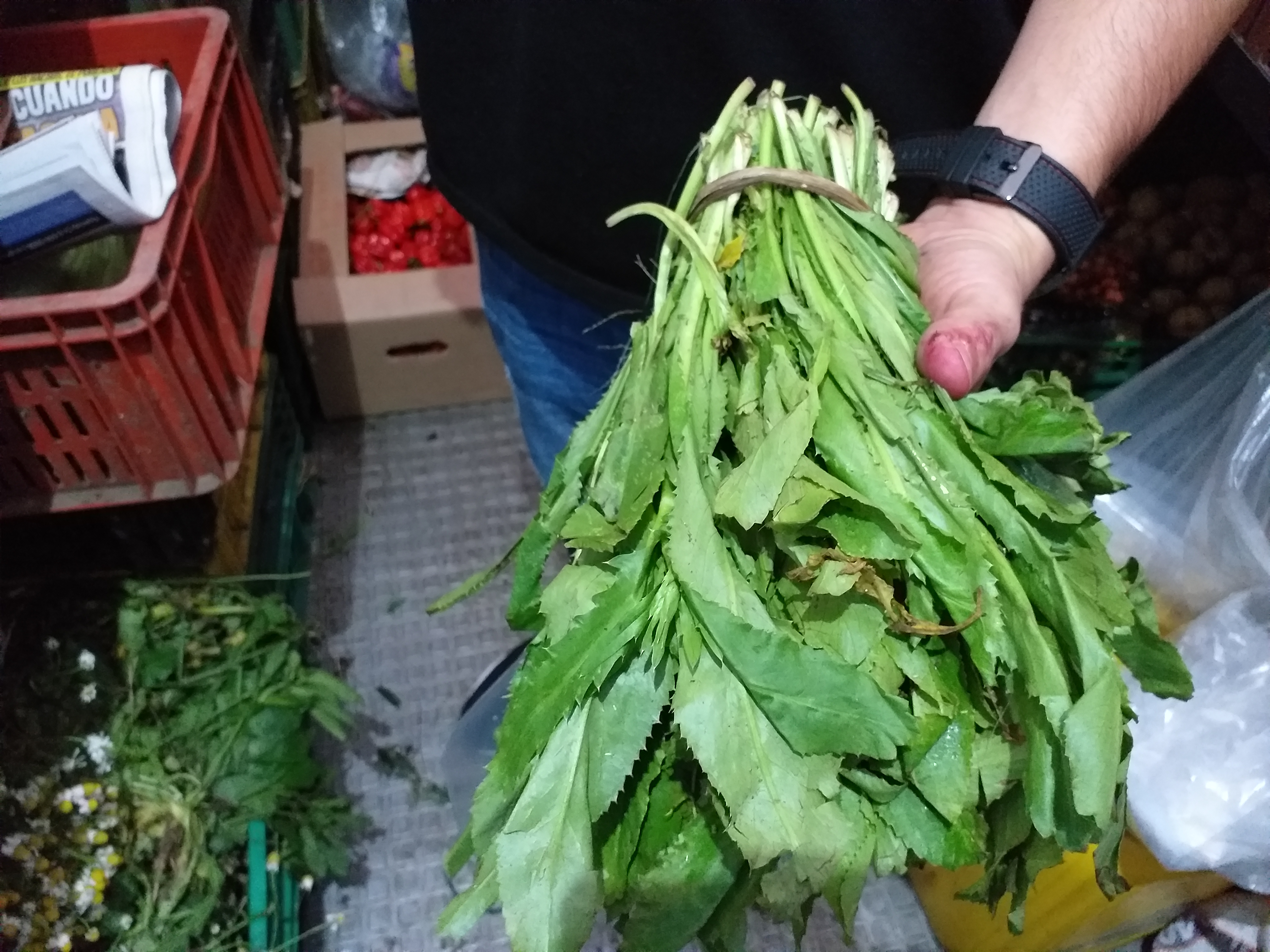 CILANTRO SABANERO