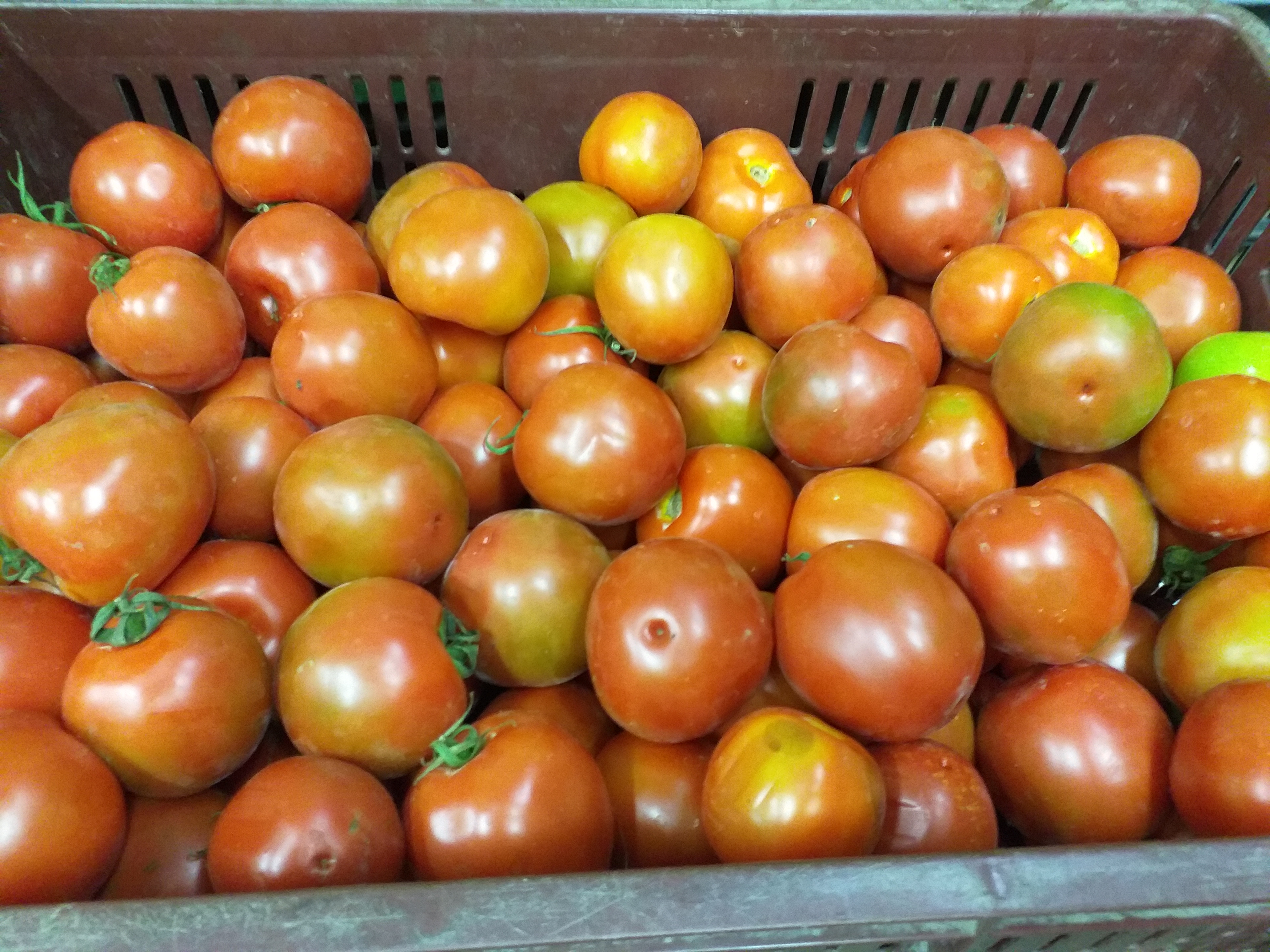Tomate parejo