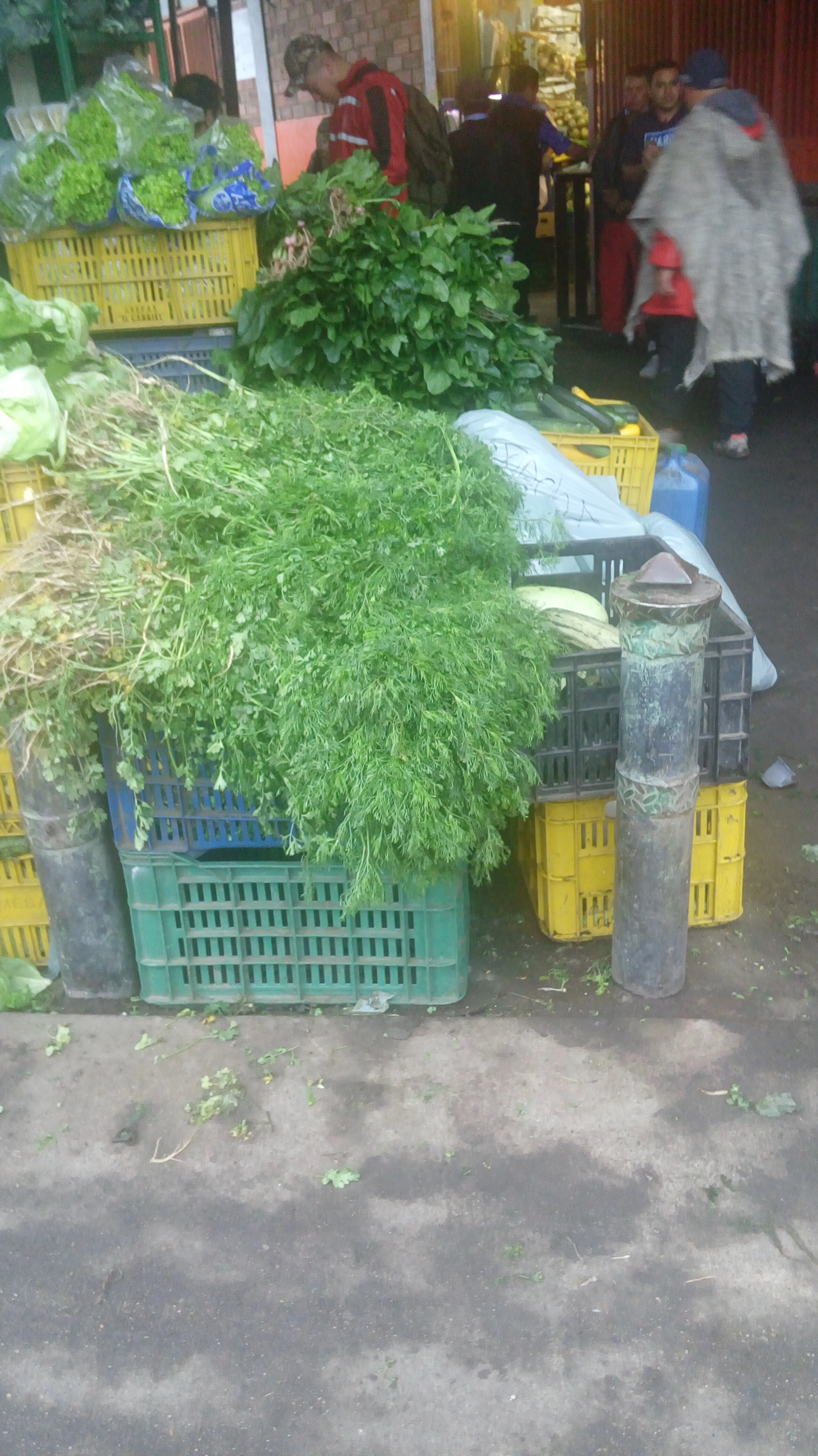 Cilantro