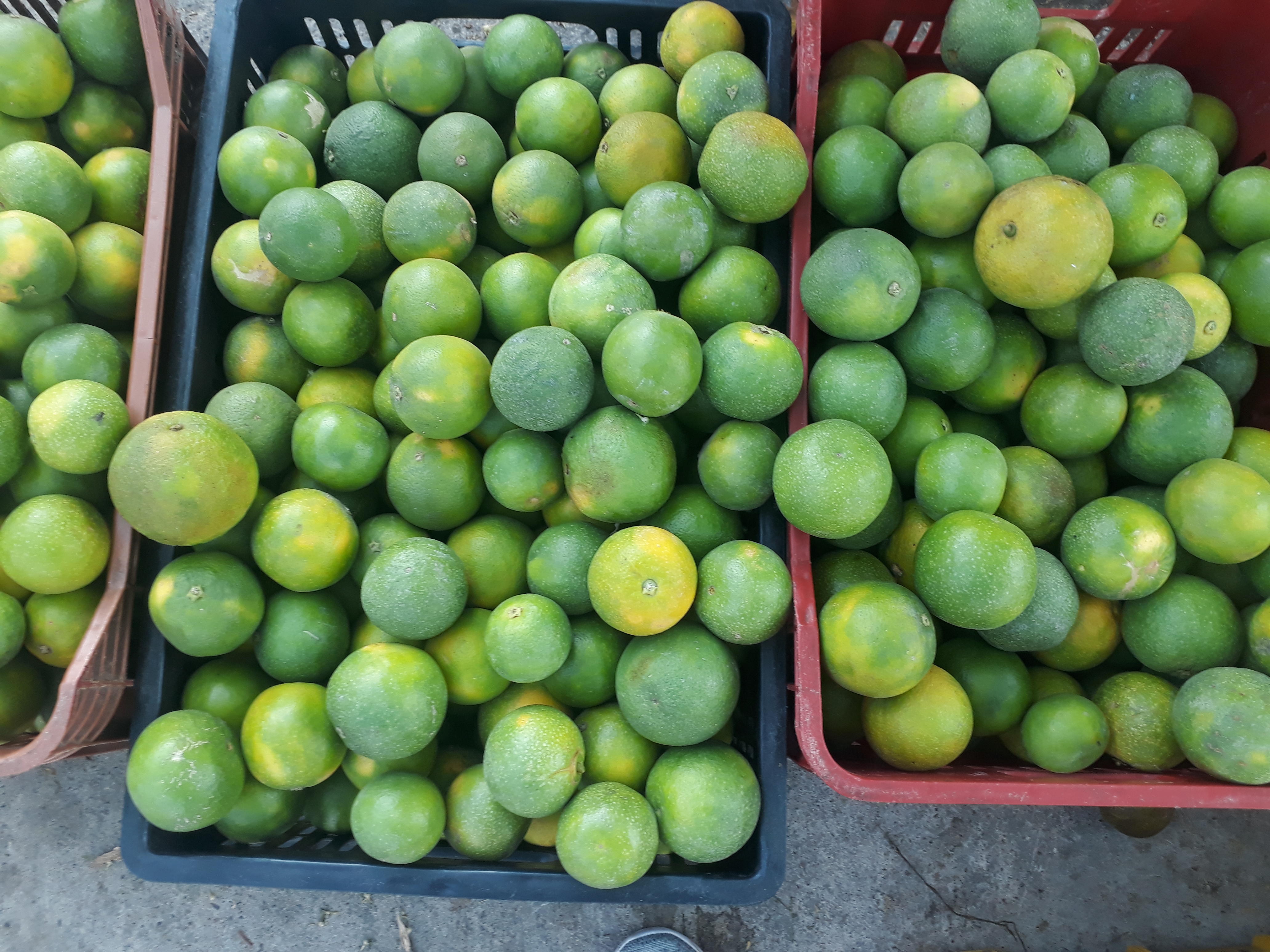 Naranja dulce