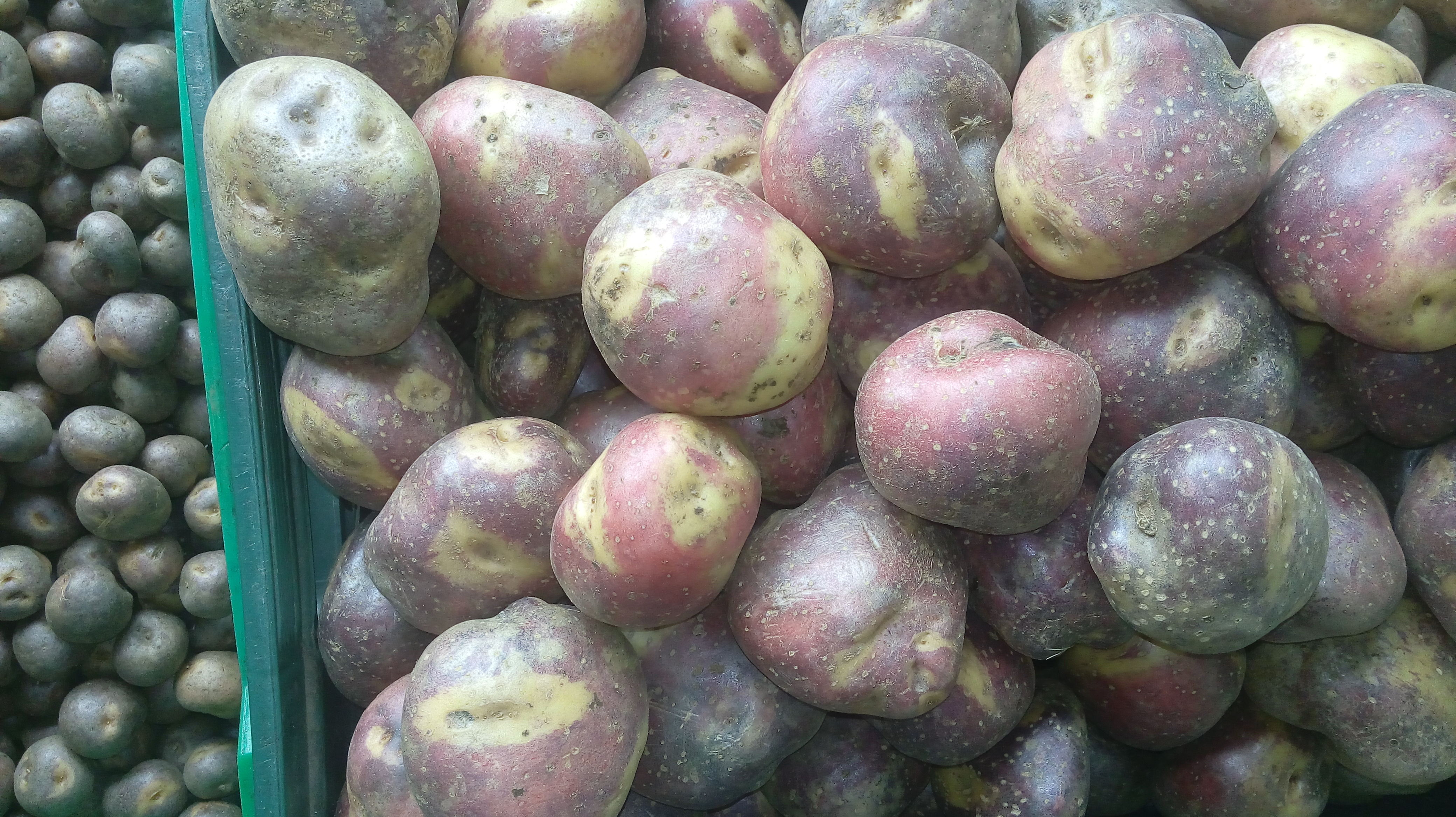Papa sabanera