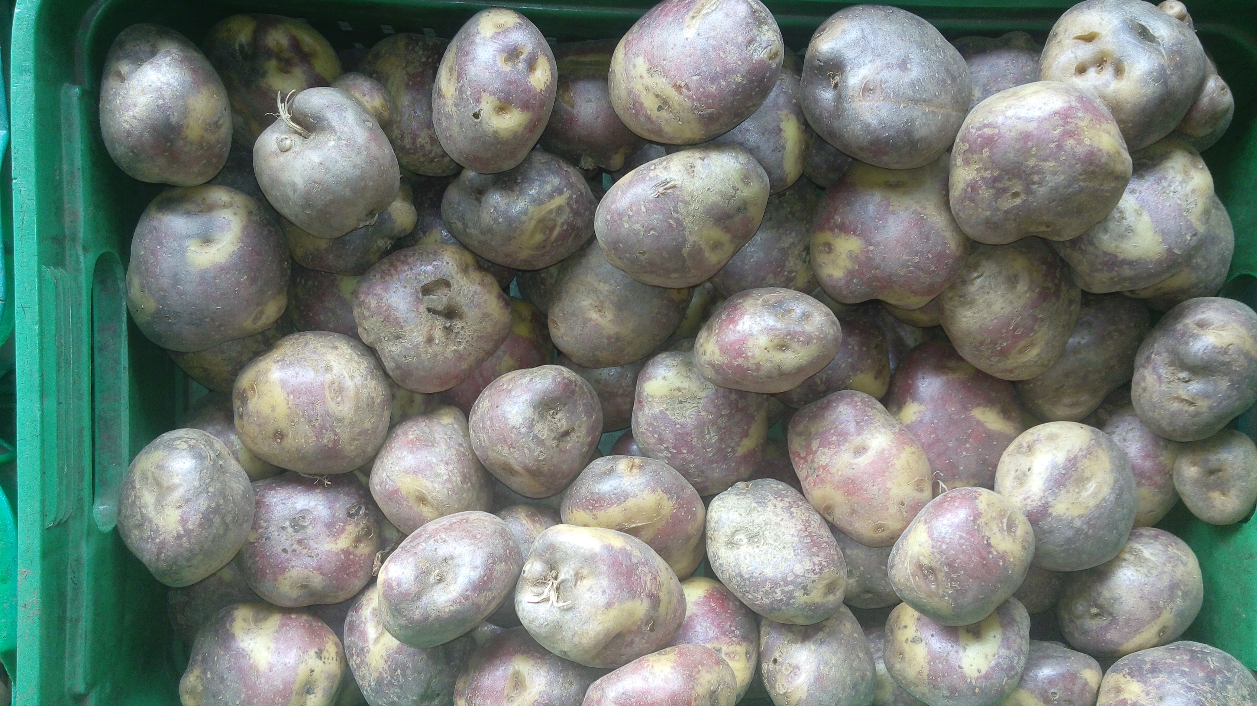 Papa Pastusa