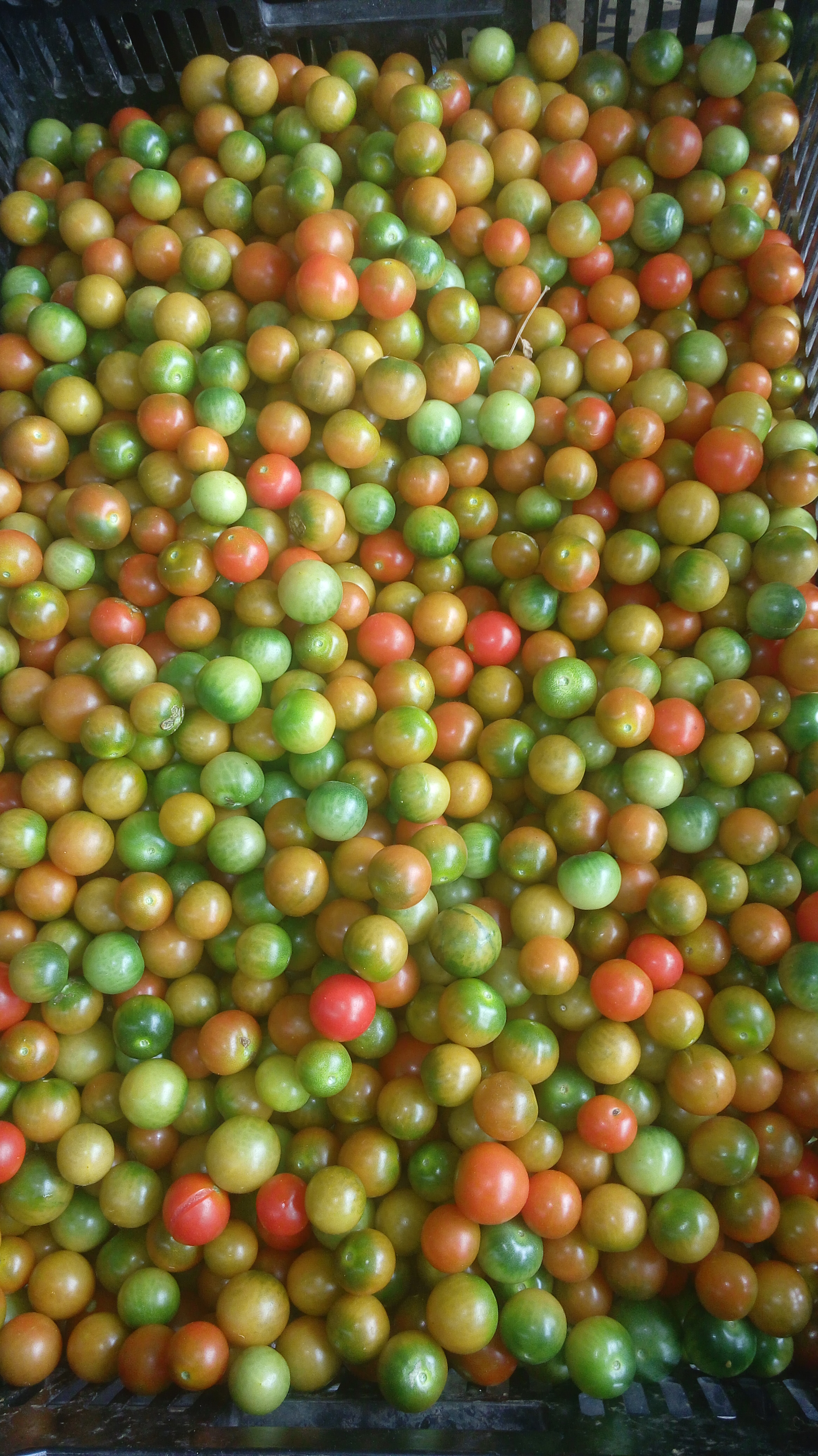 ? tomate cherry