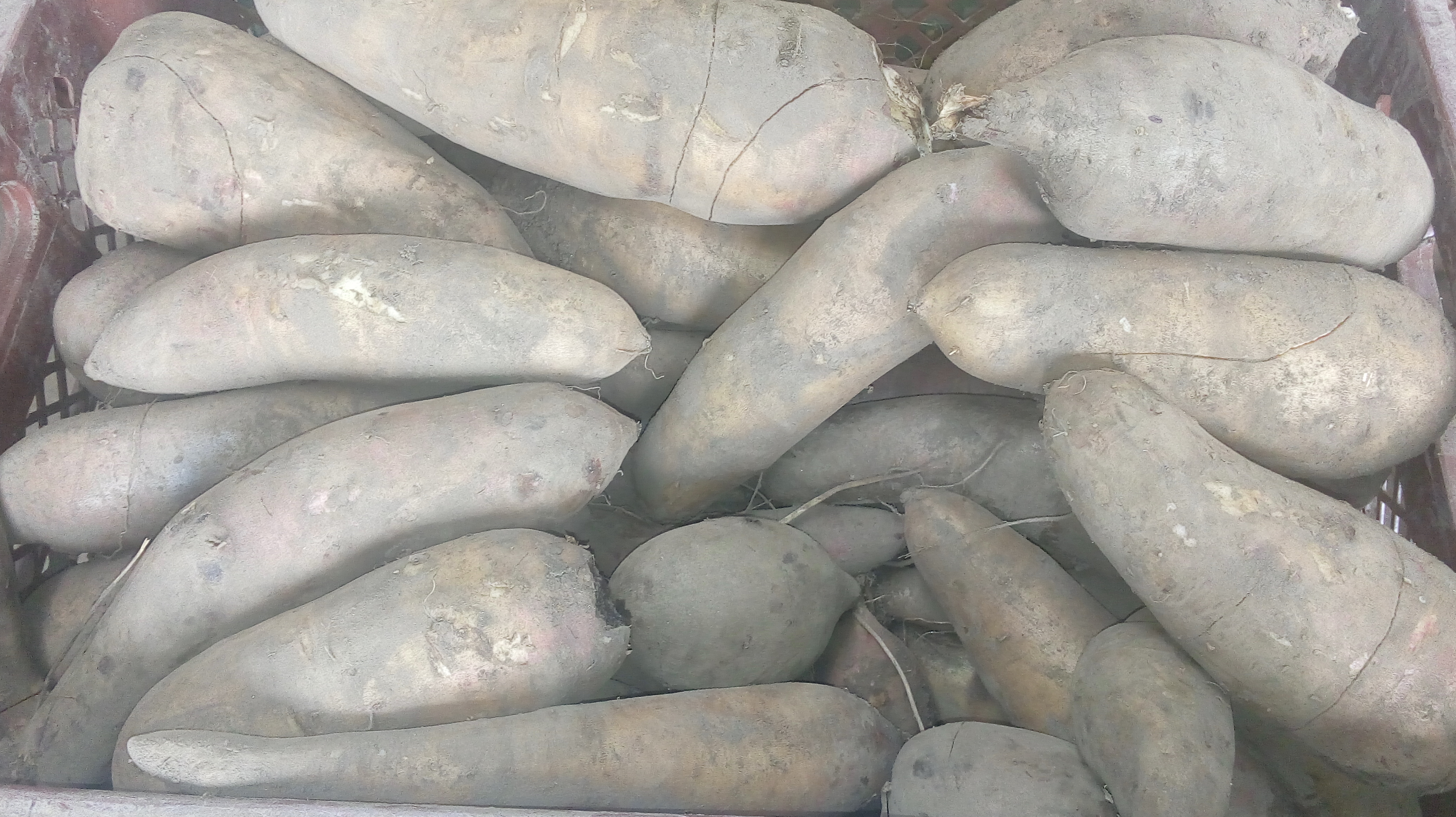 Yacom o batatas
