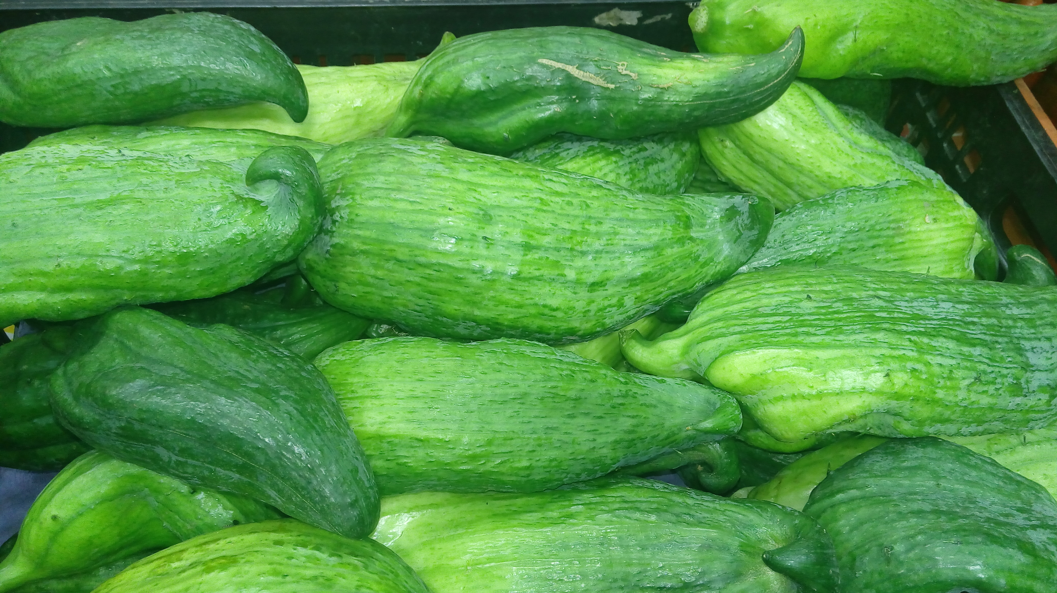 Pepino comun