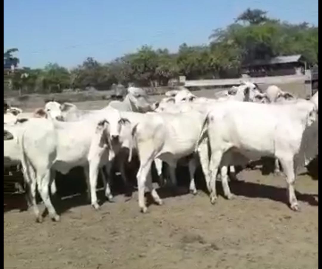 Macho levante