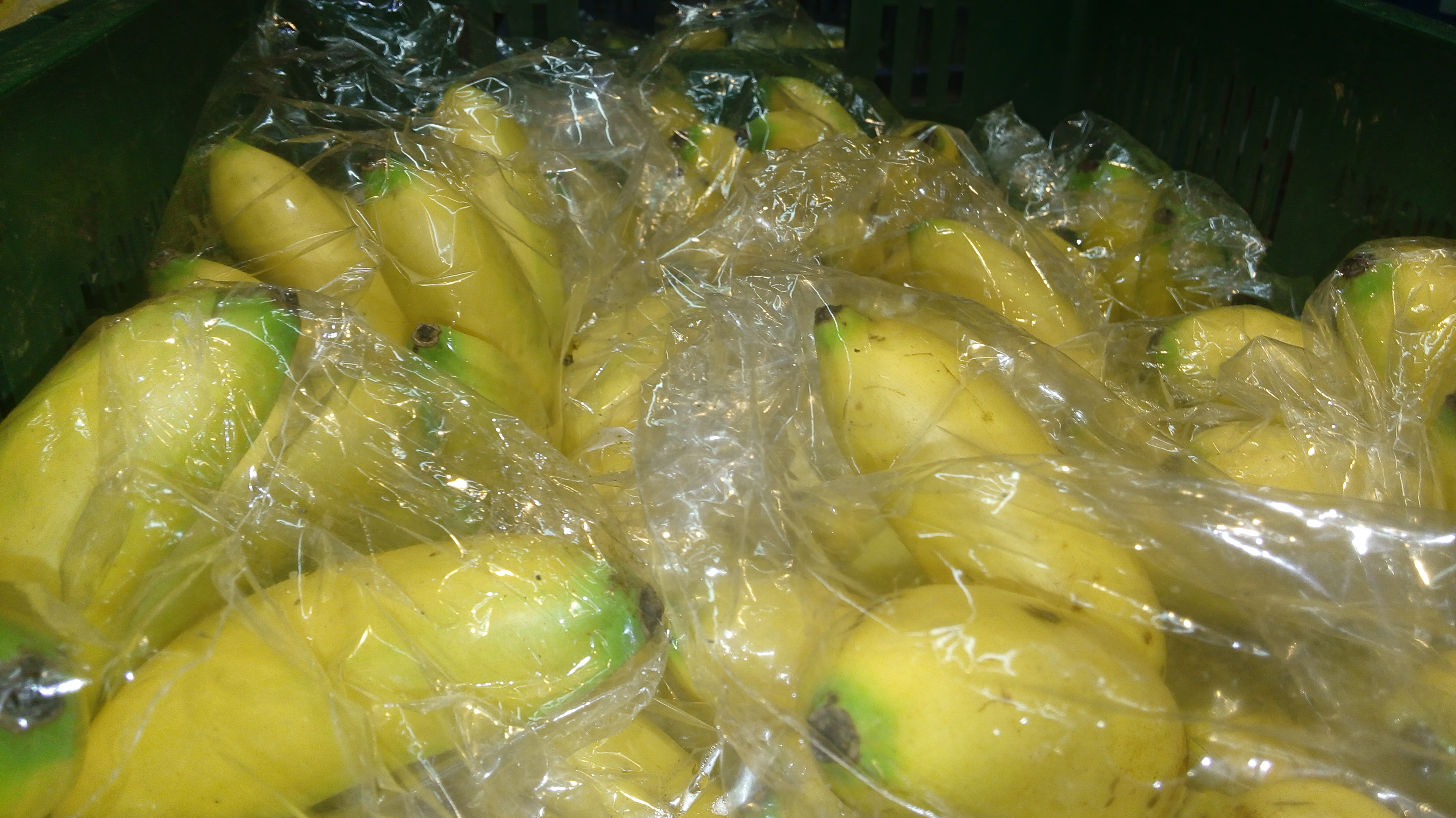 Banano bocadillo importado