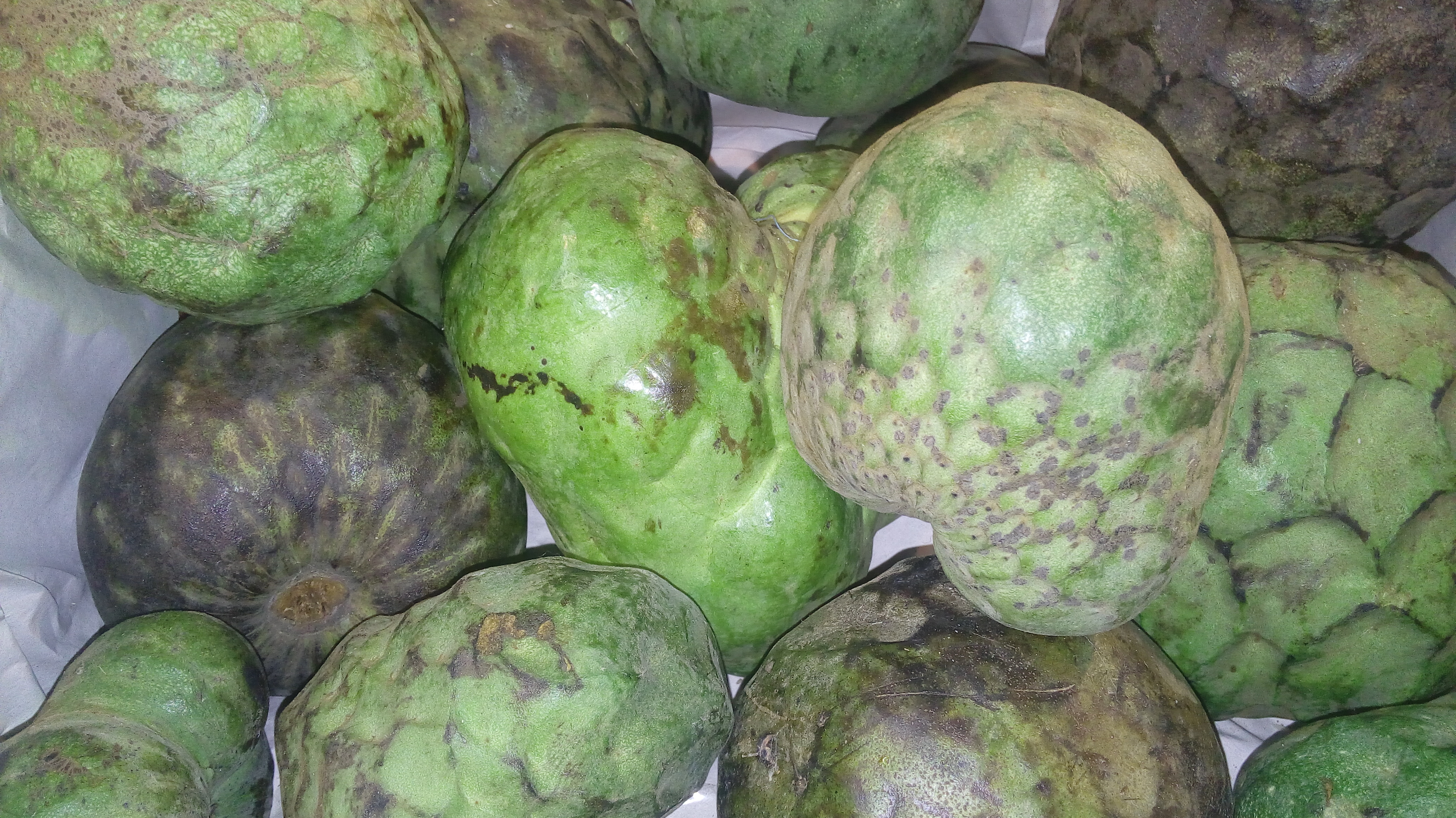 Chirimoya
