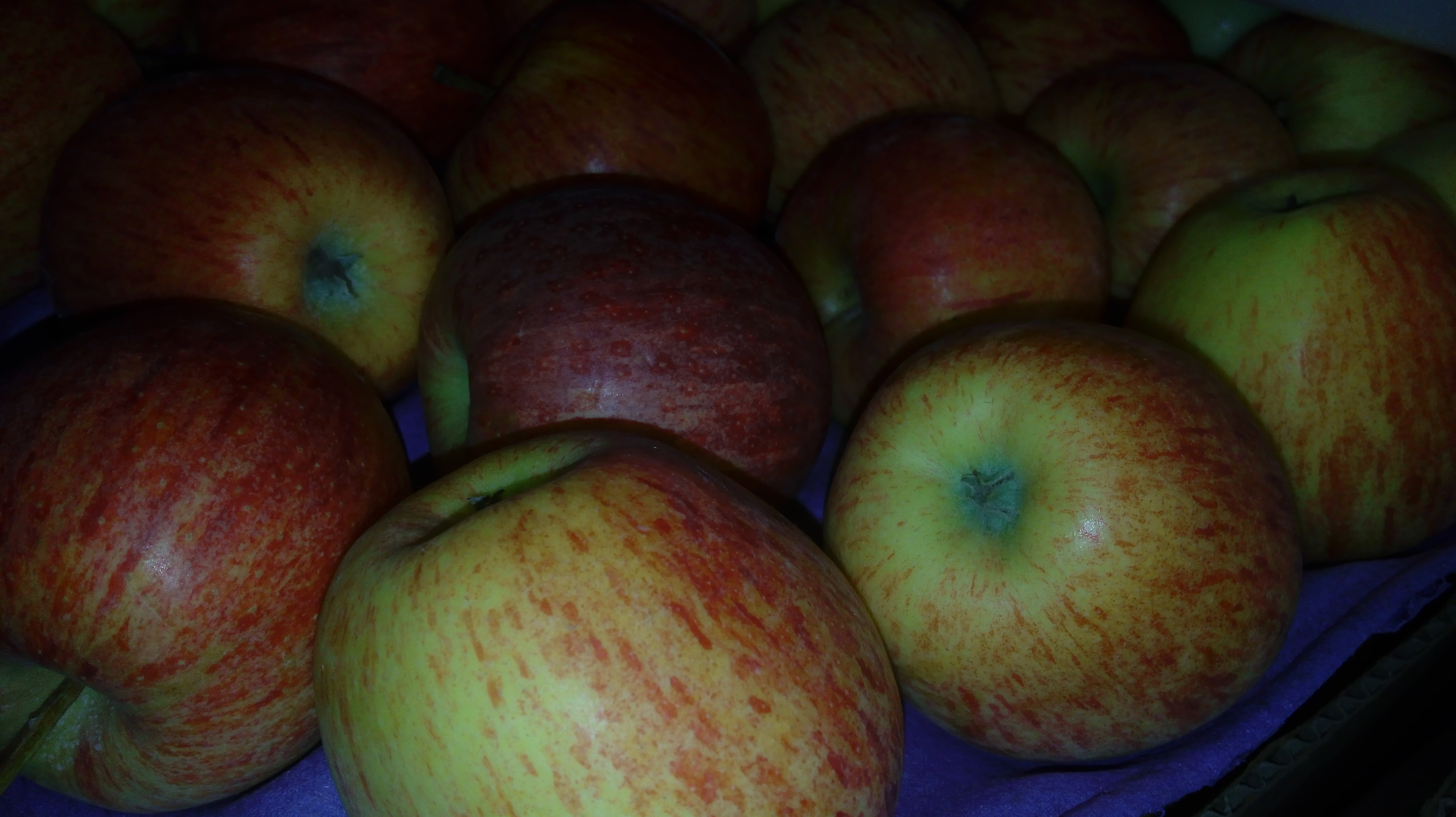 Manzana gala