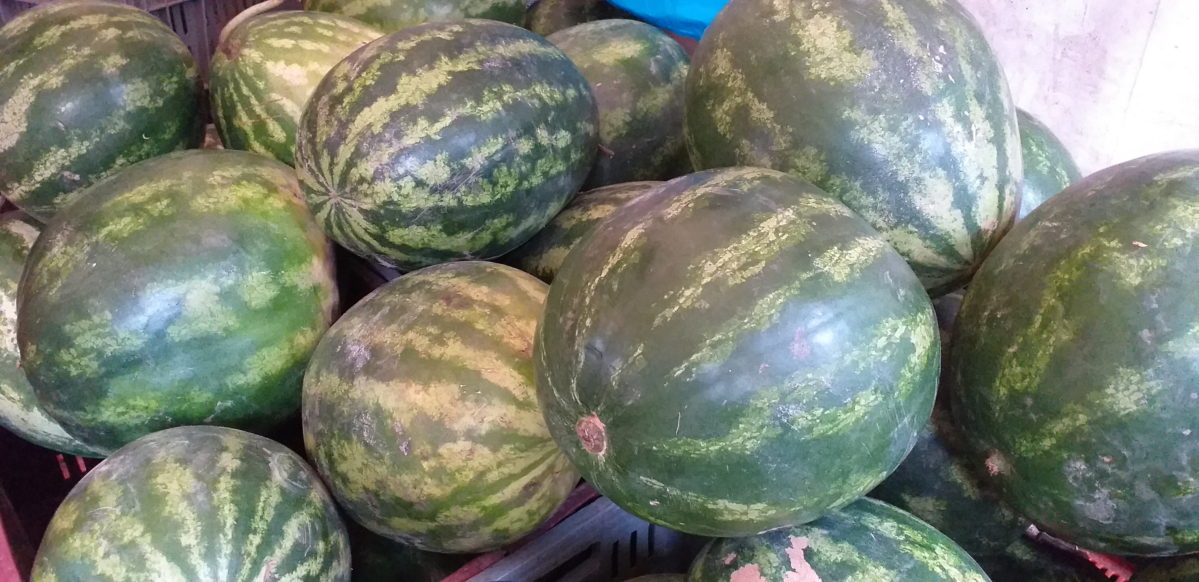 Sandia baby