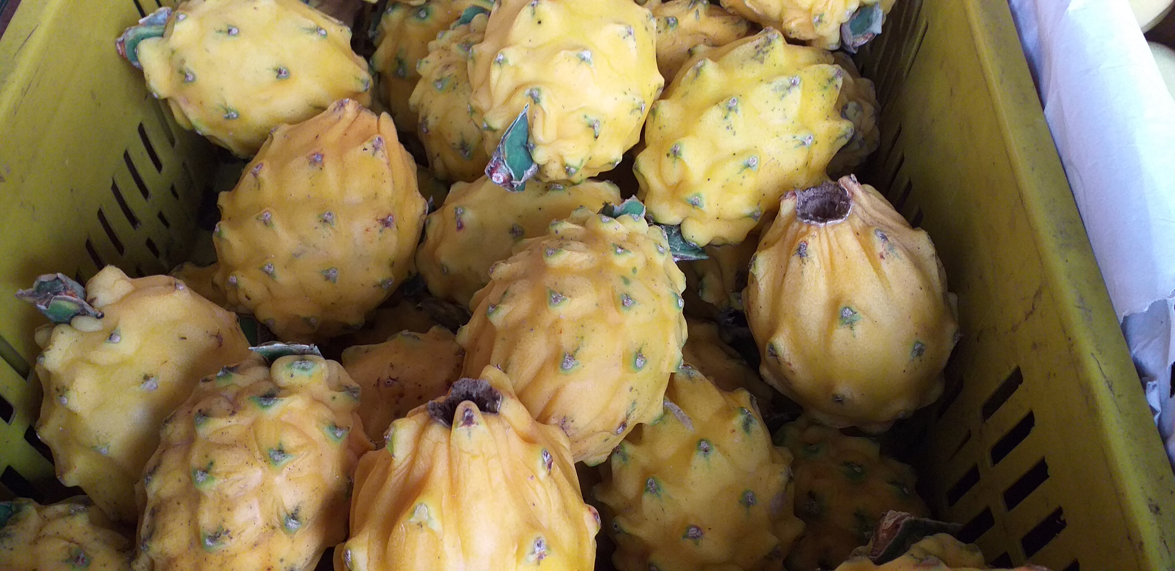 Pitaya ecuatoriana