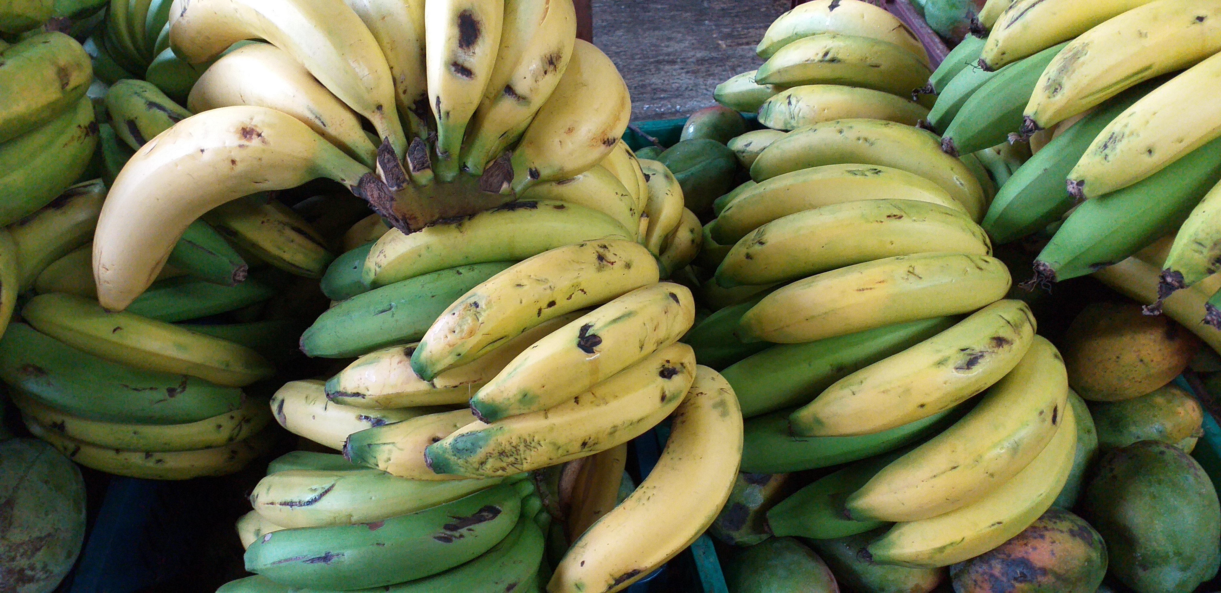 Banano criollo