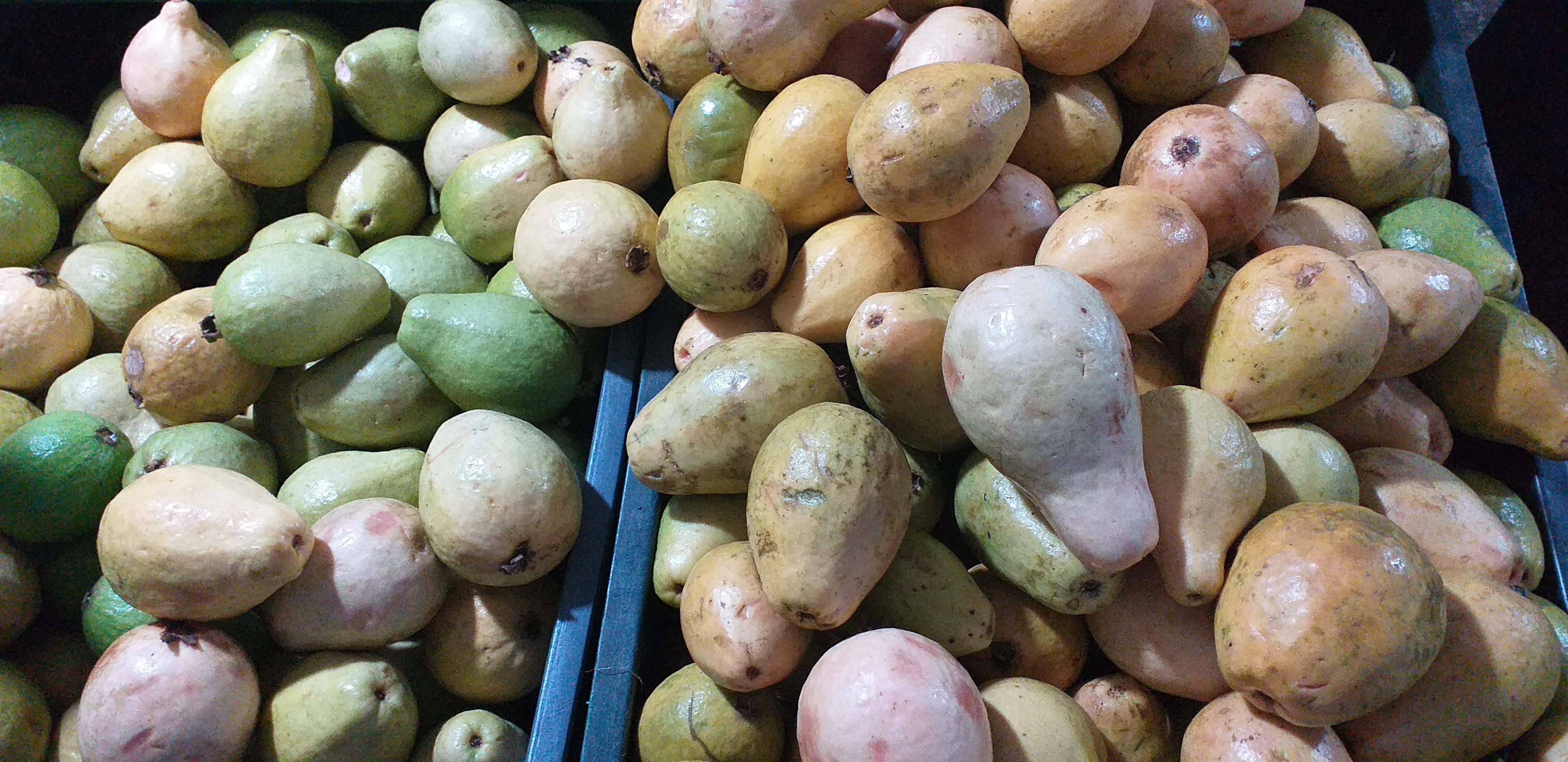 Guayaba pera