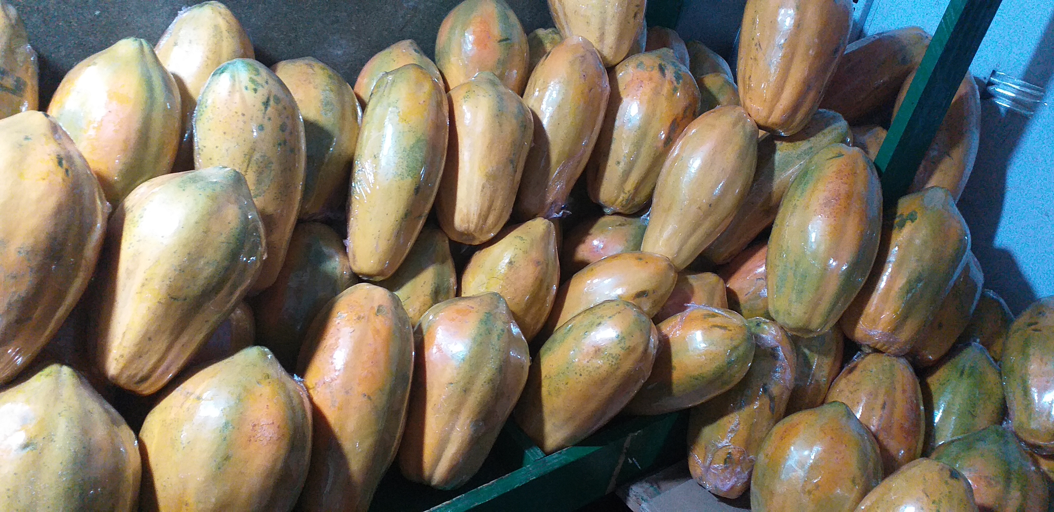 Papaya tainung vinipelada