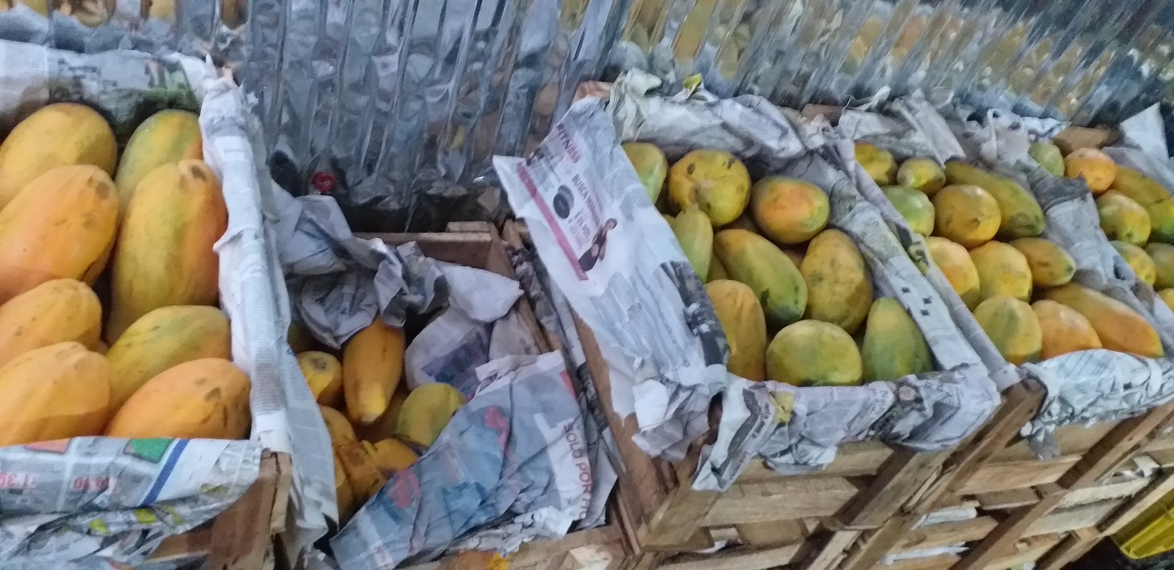 Papaya tainung