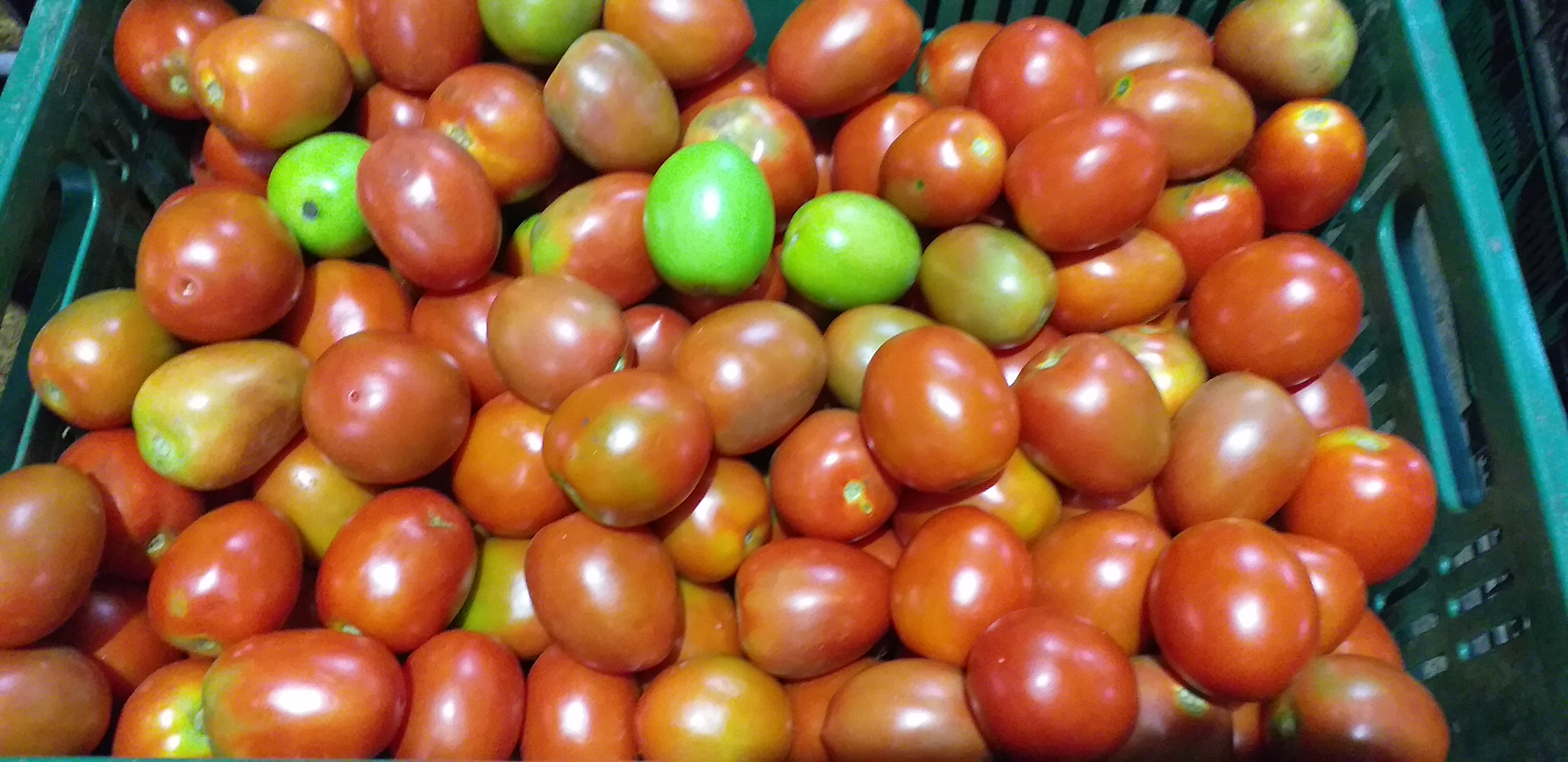 Tomate chonto