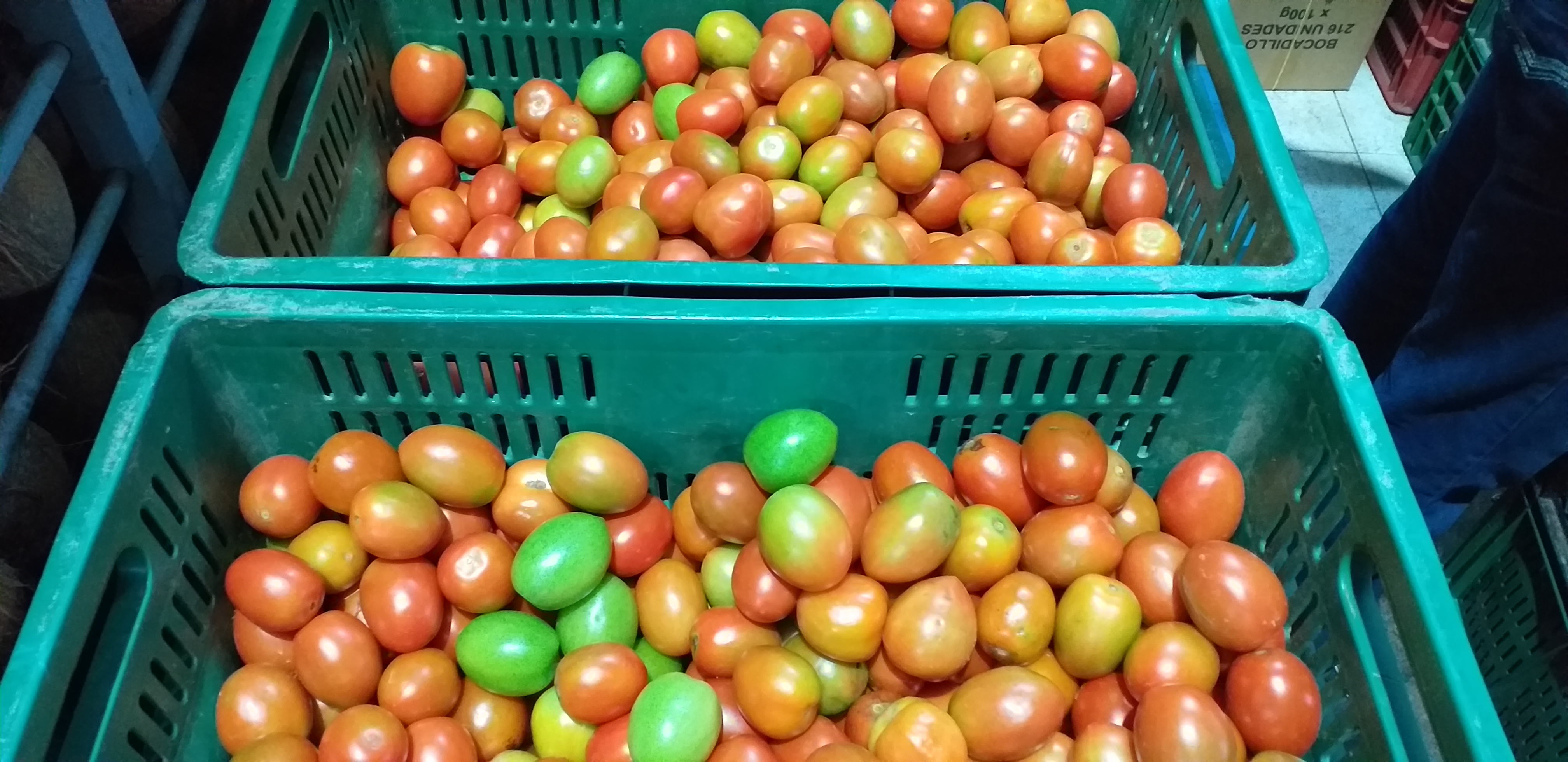Tomate chonto parejo