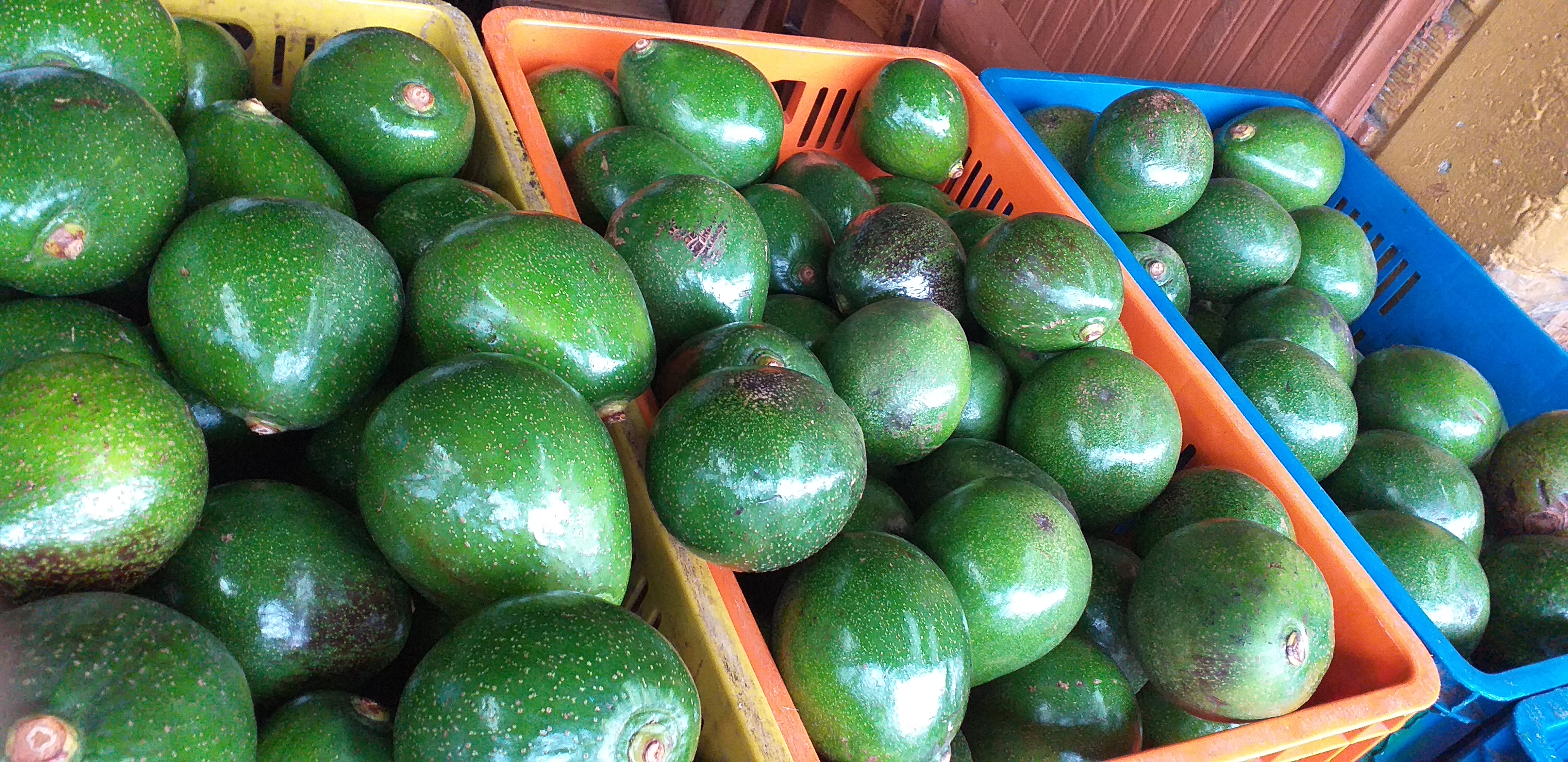 Aguacate choqutte
