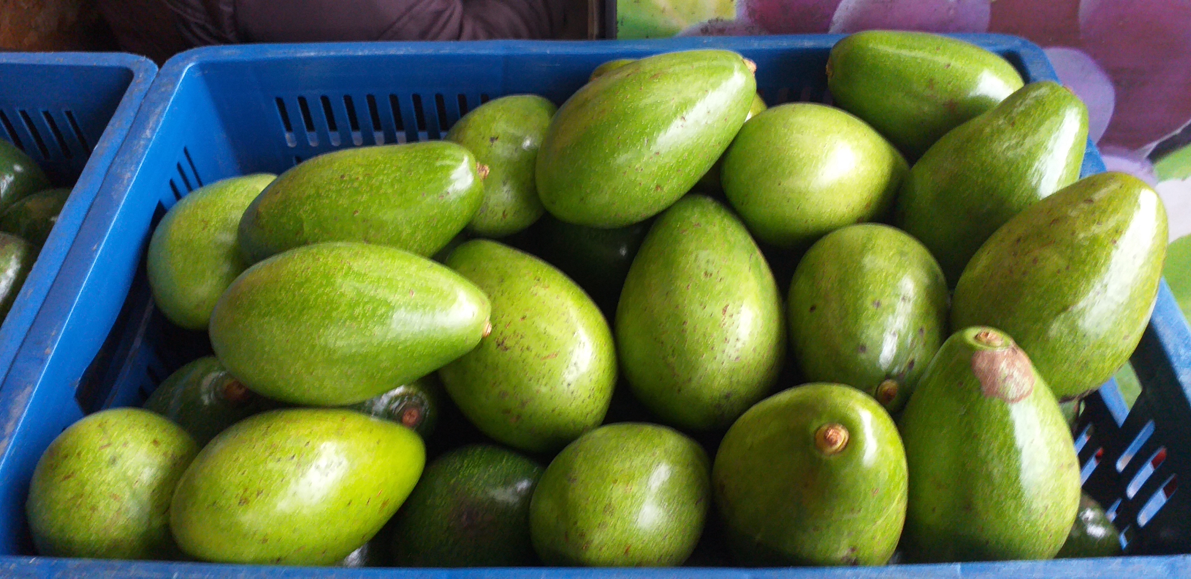 Aguacate papelillo