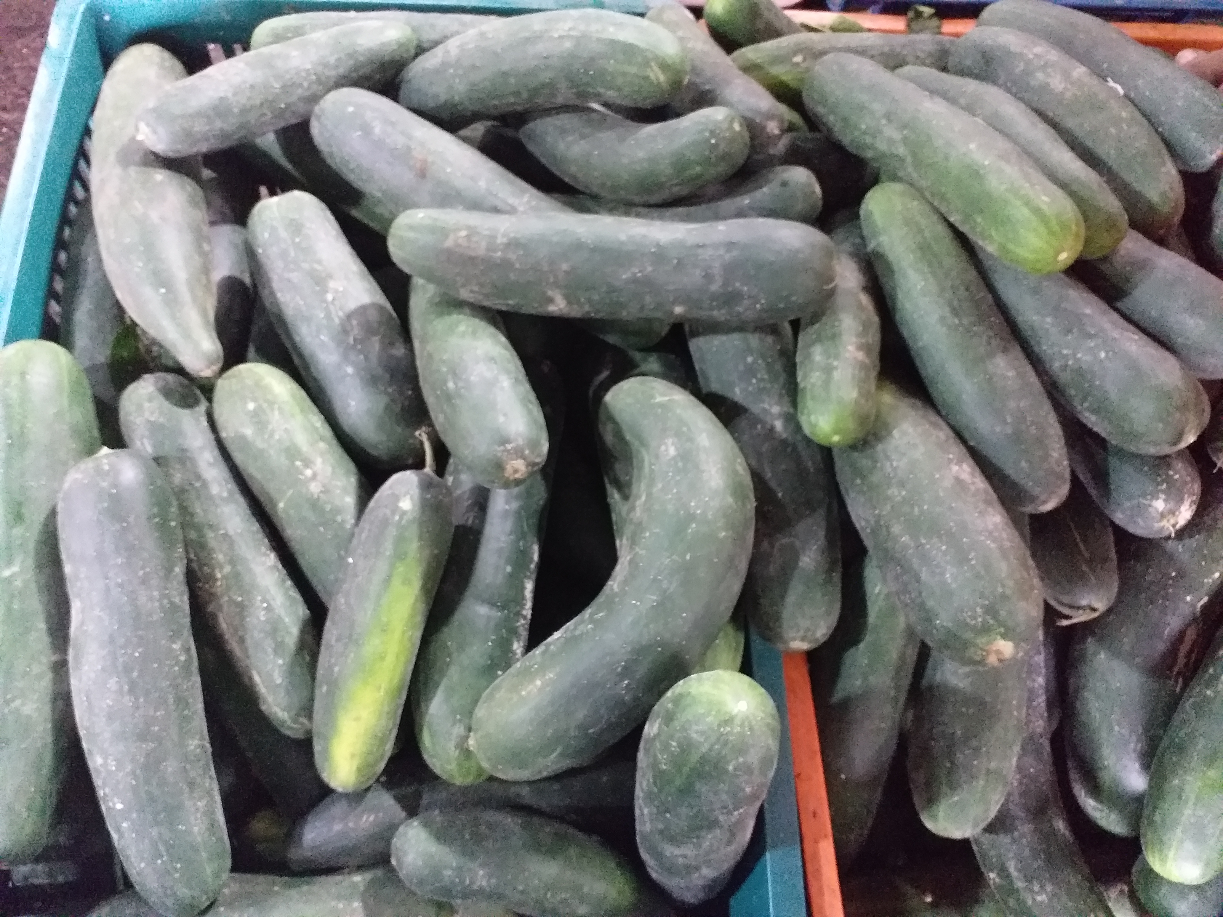 Pepino cohombro