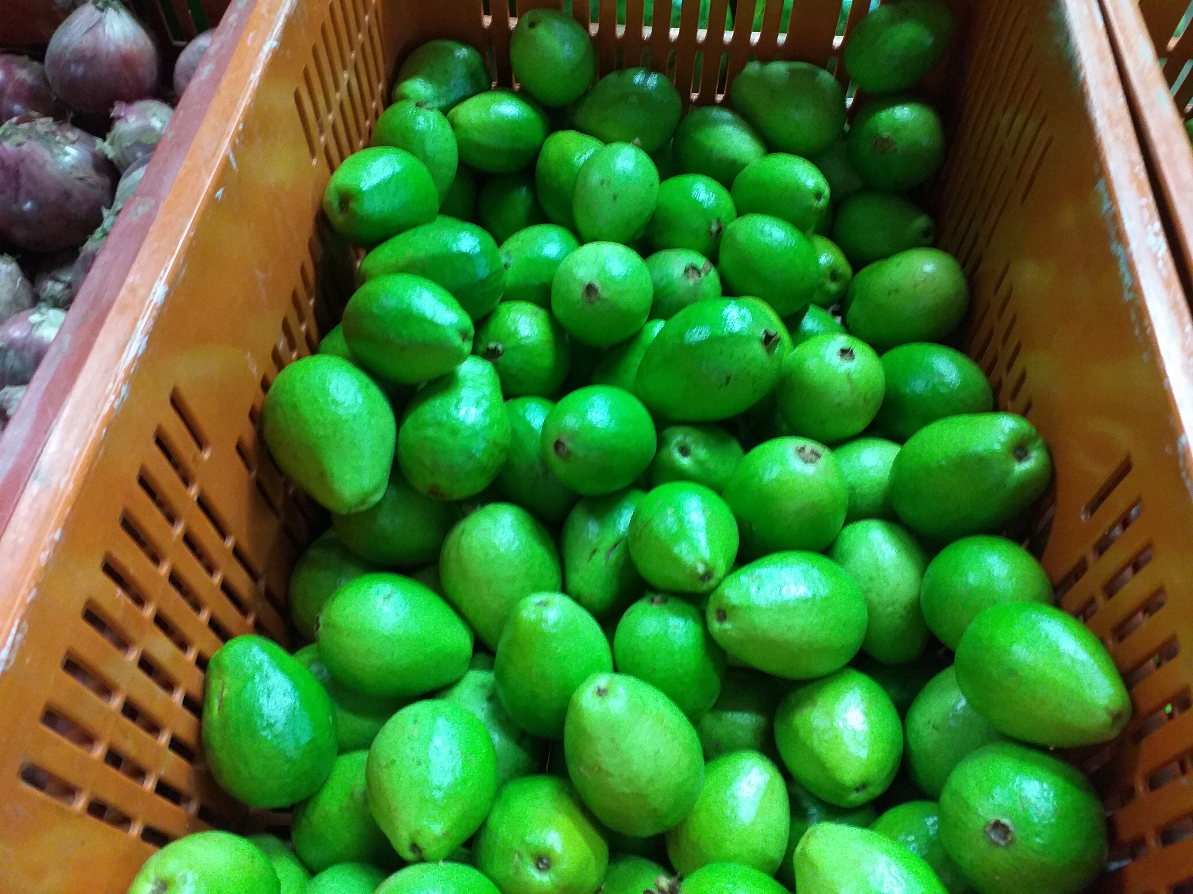 Guayaba