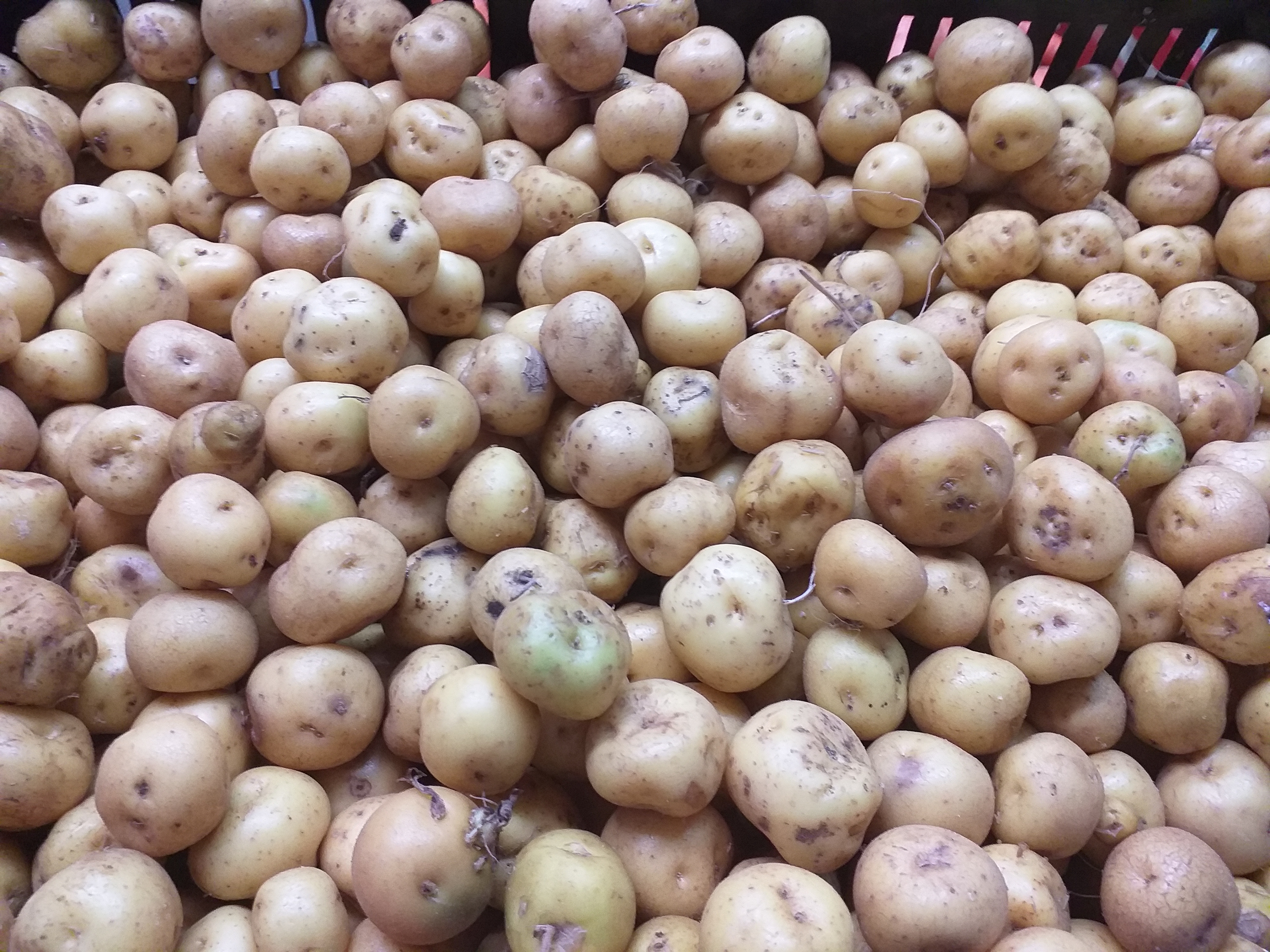 Papa criolla delgada