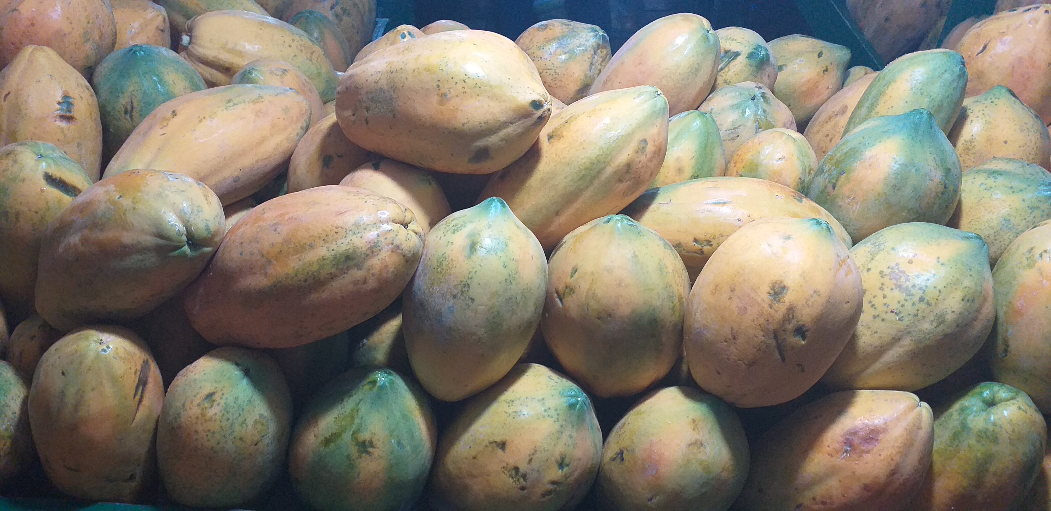 Papaya tainung