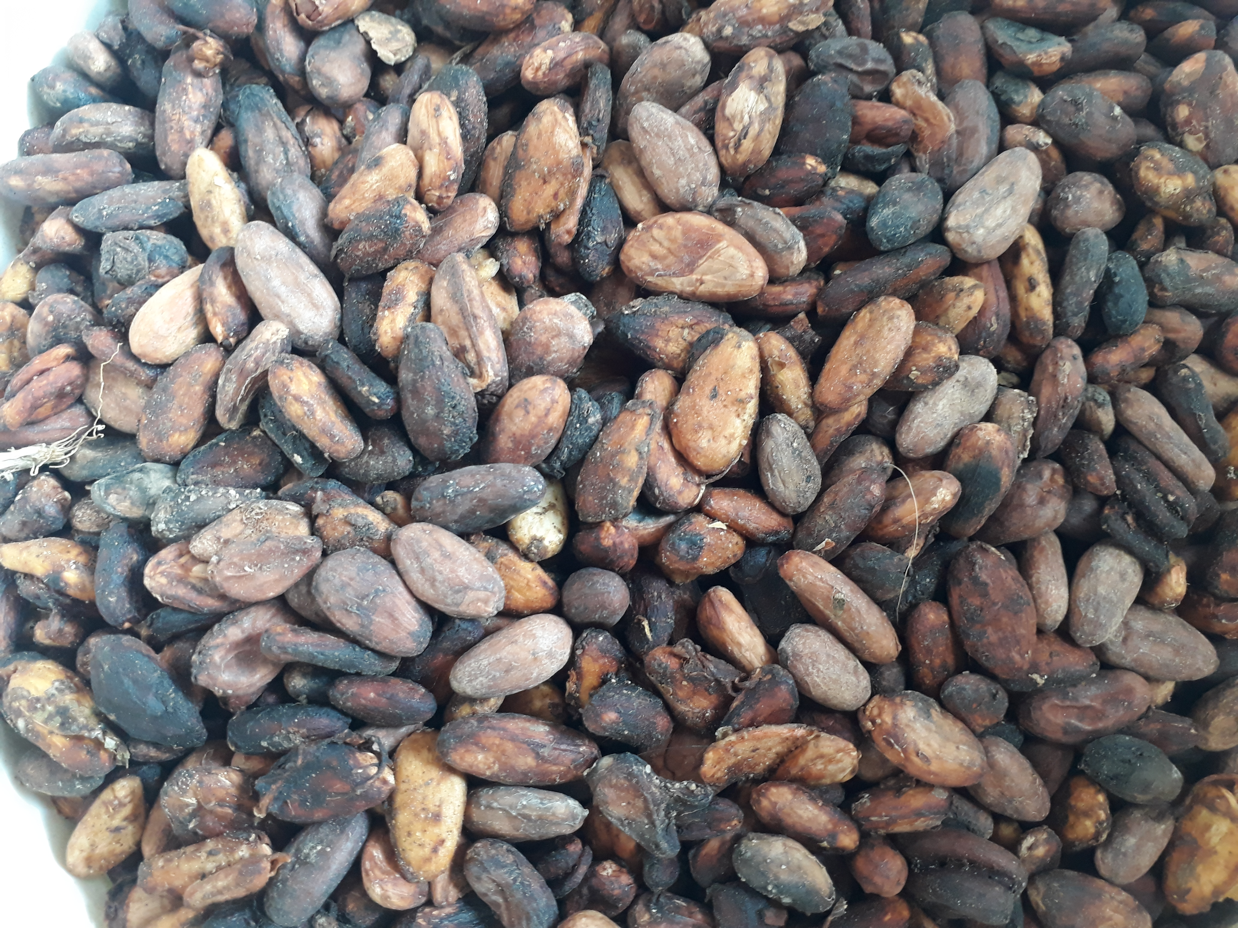Cacao