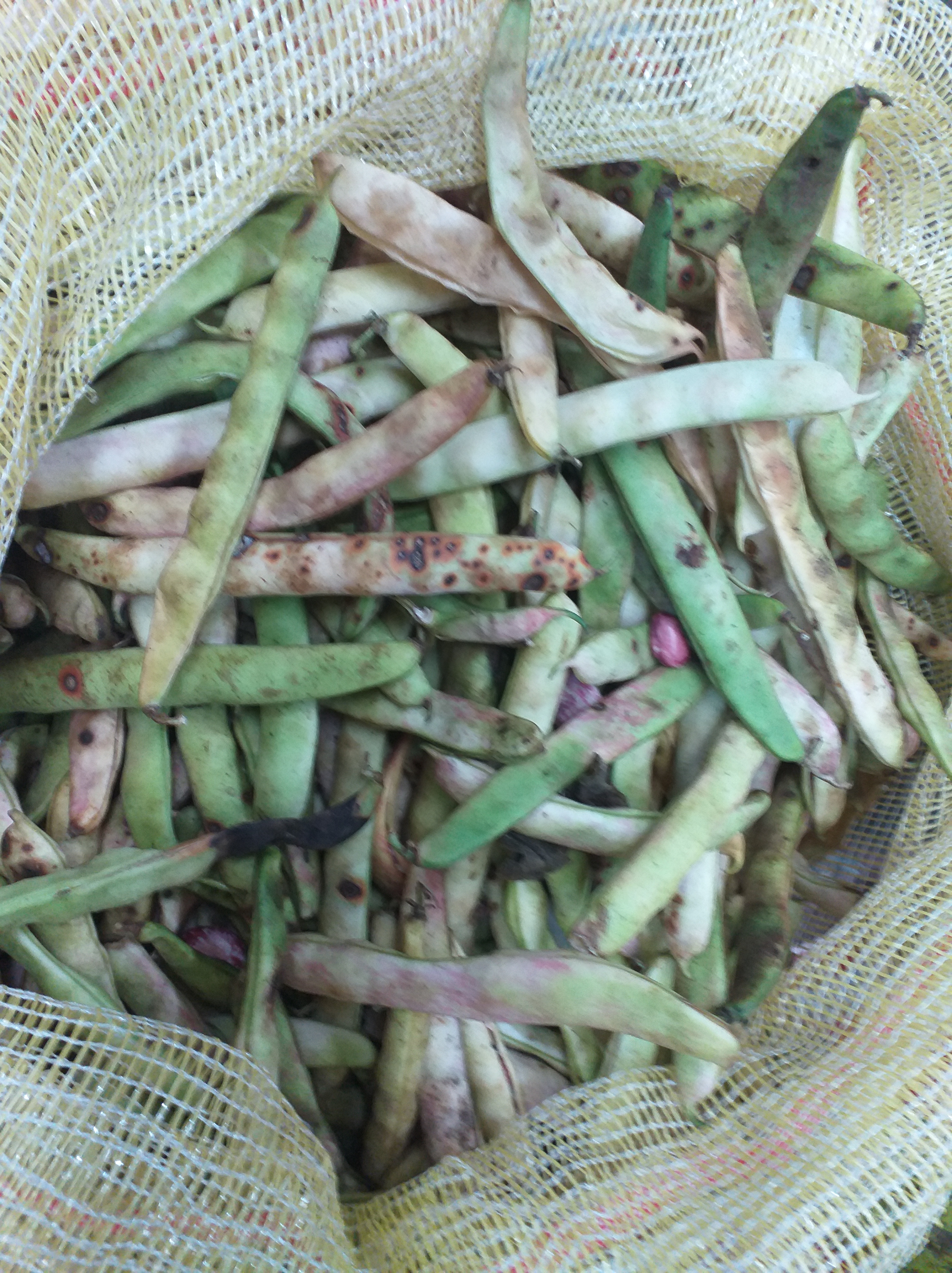 Frijol verde  en vaina