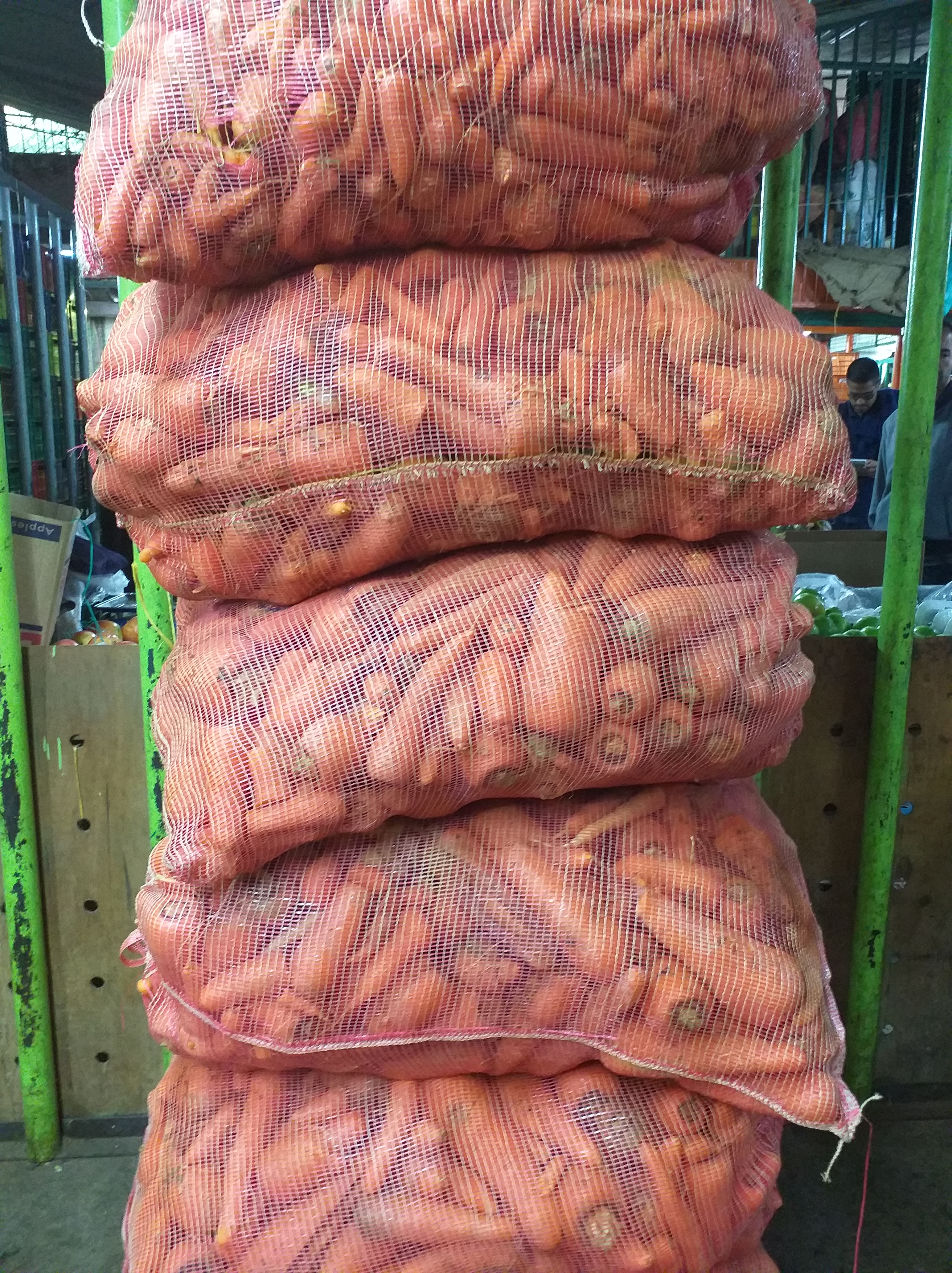Zanahoria para equinos