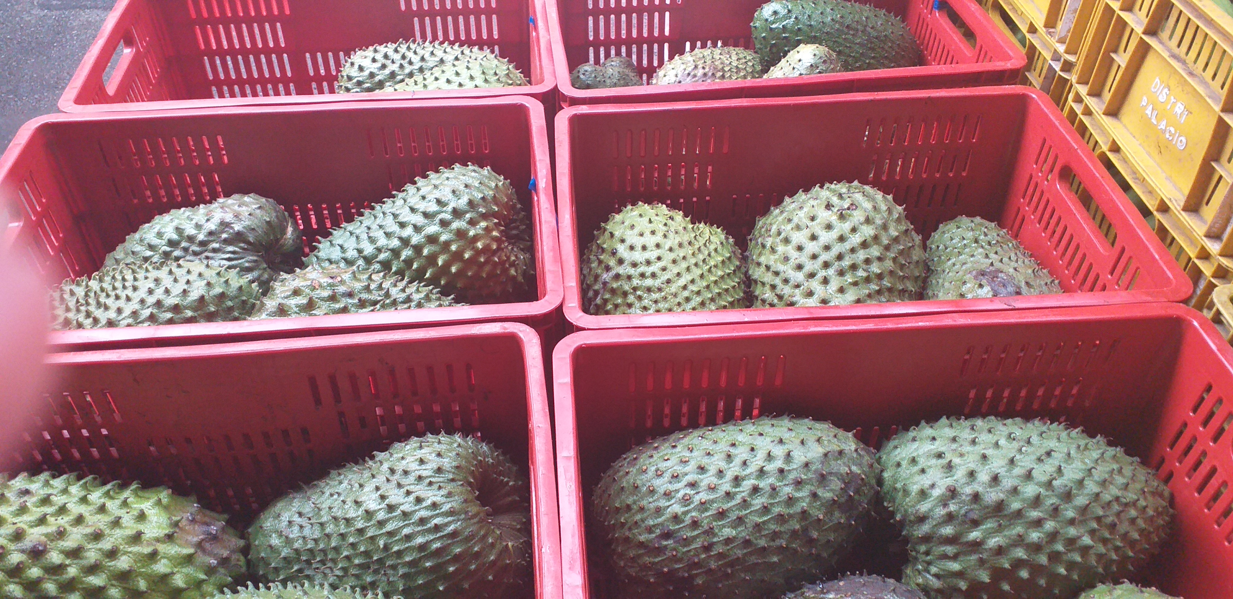 Guanabana