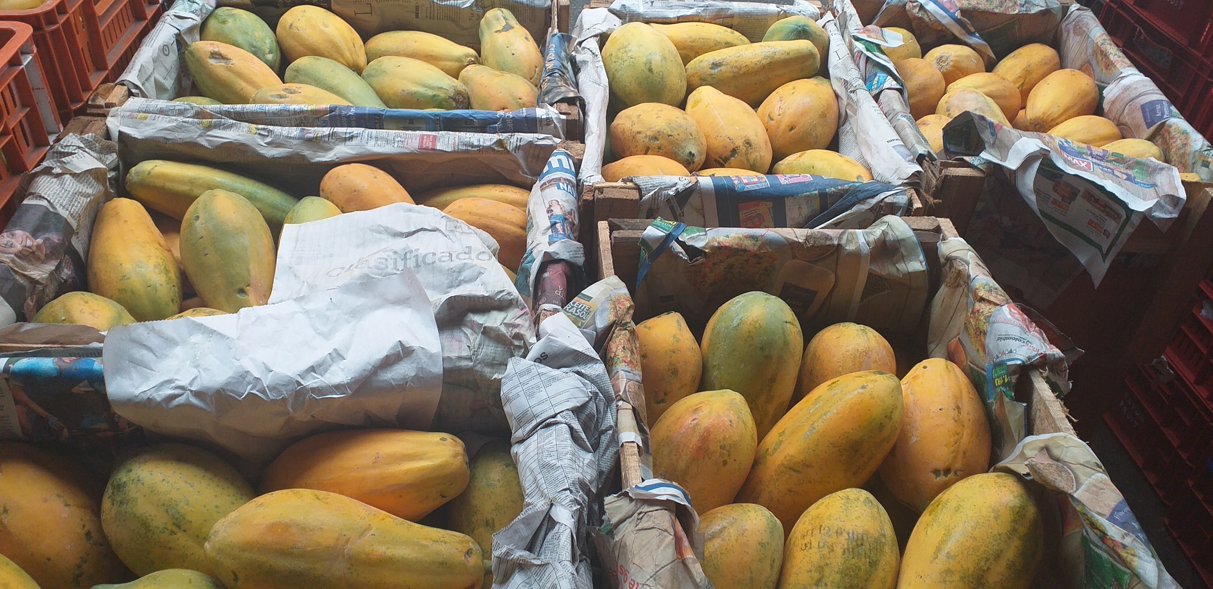 Papaya tainung