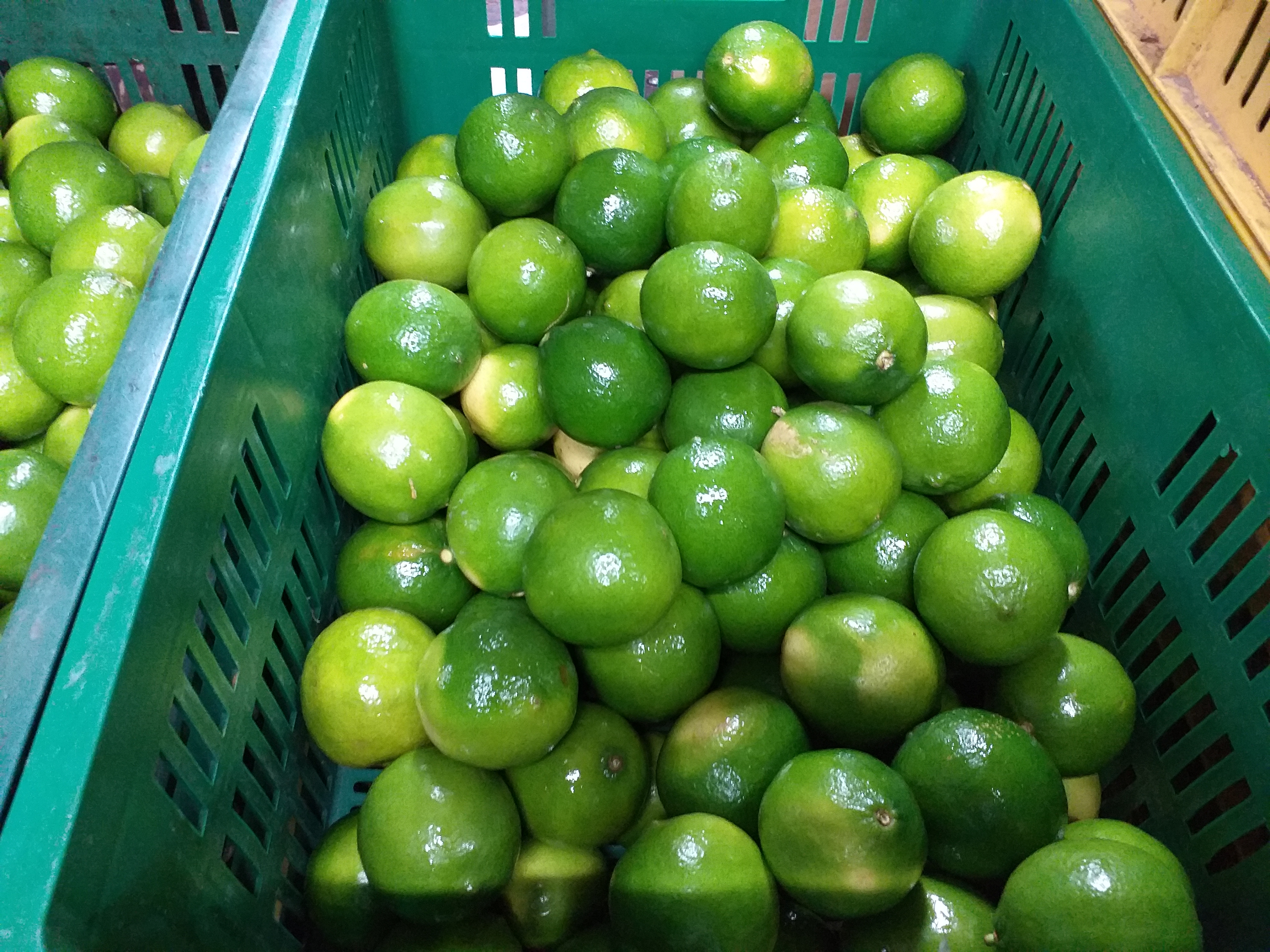Limon tahiti
