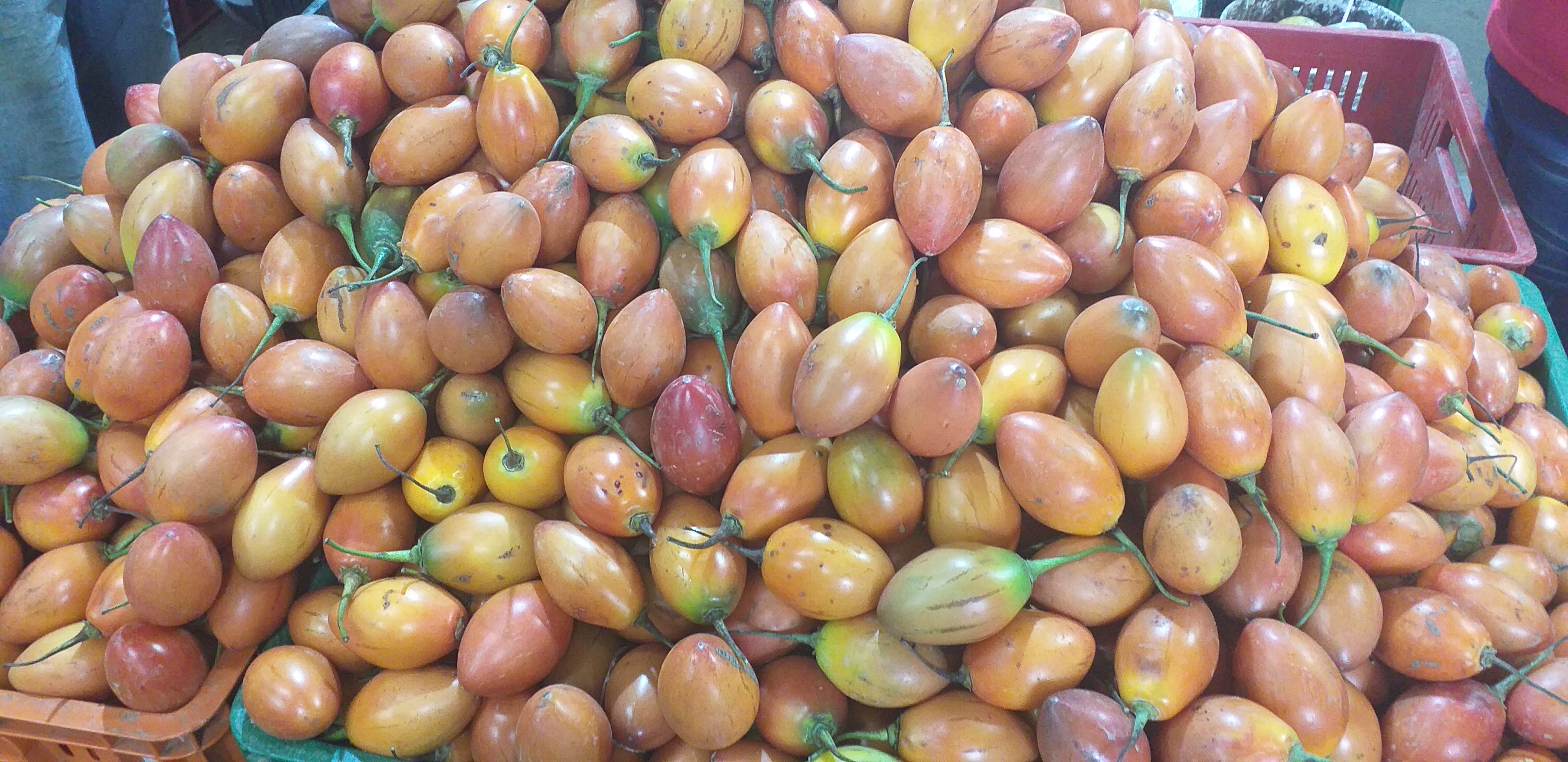Tomate de arbol