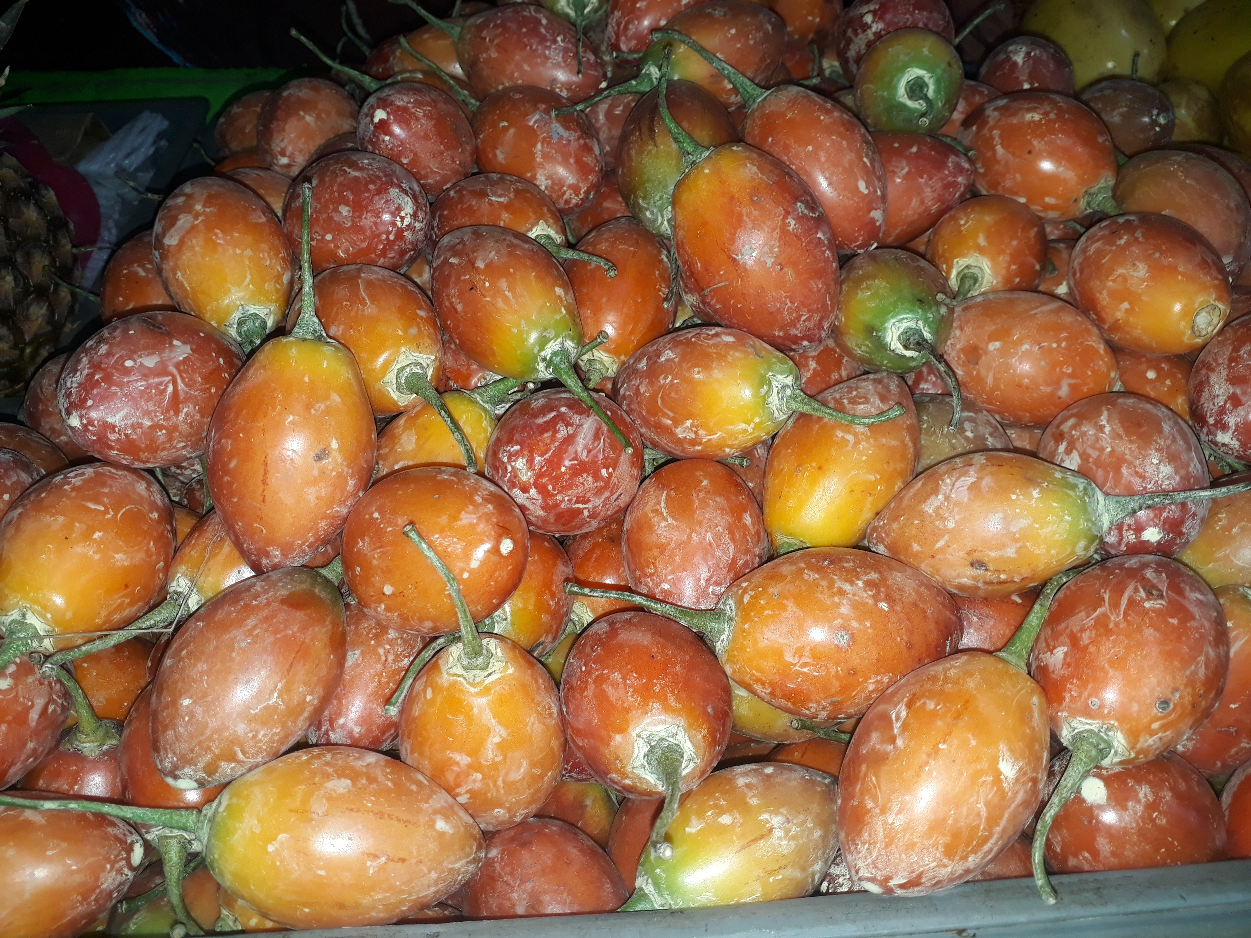 Tomate de arbol parejo
