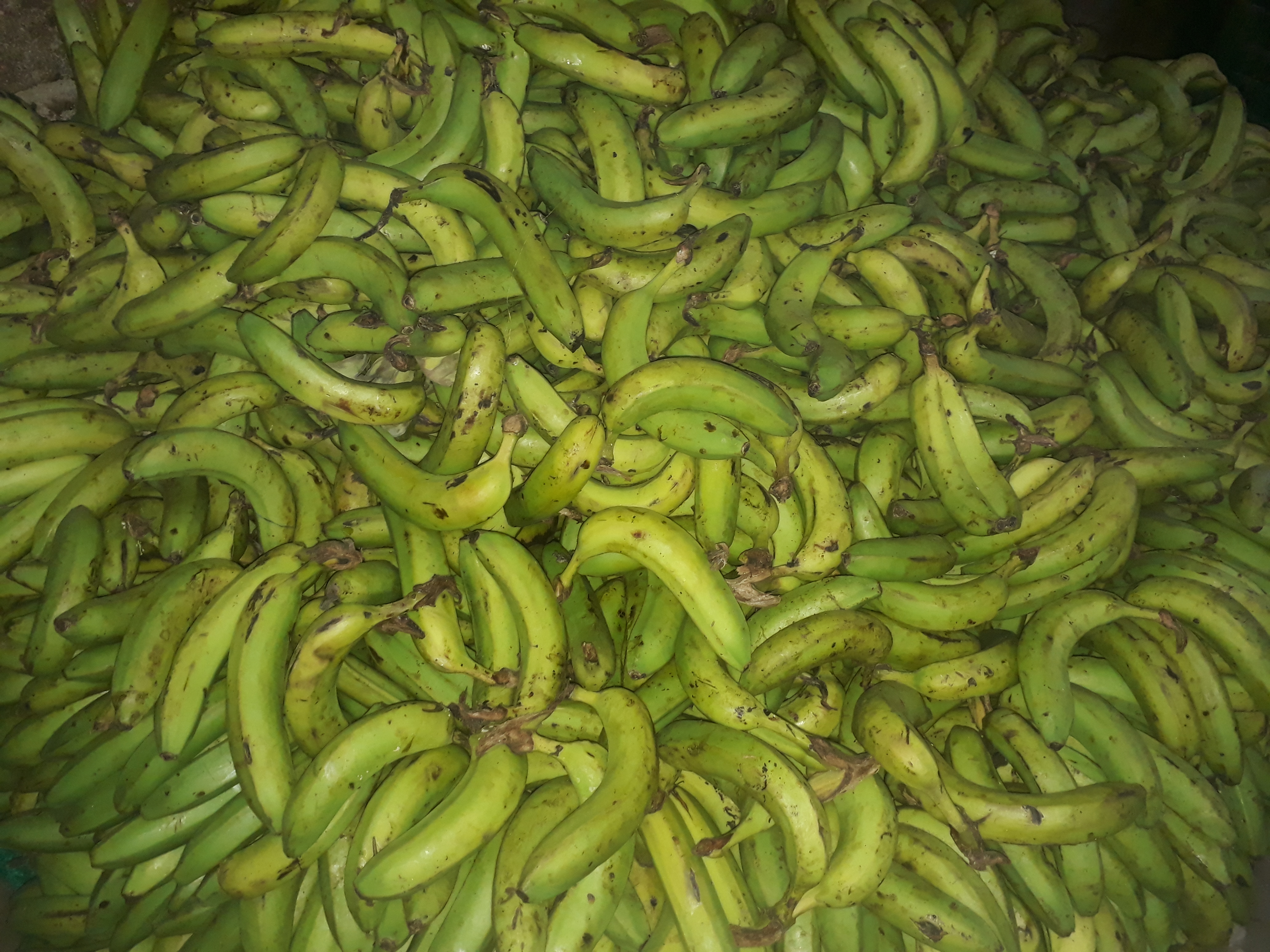 Banano verde