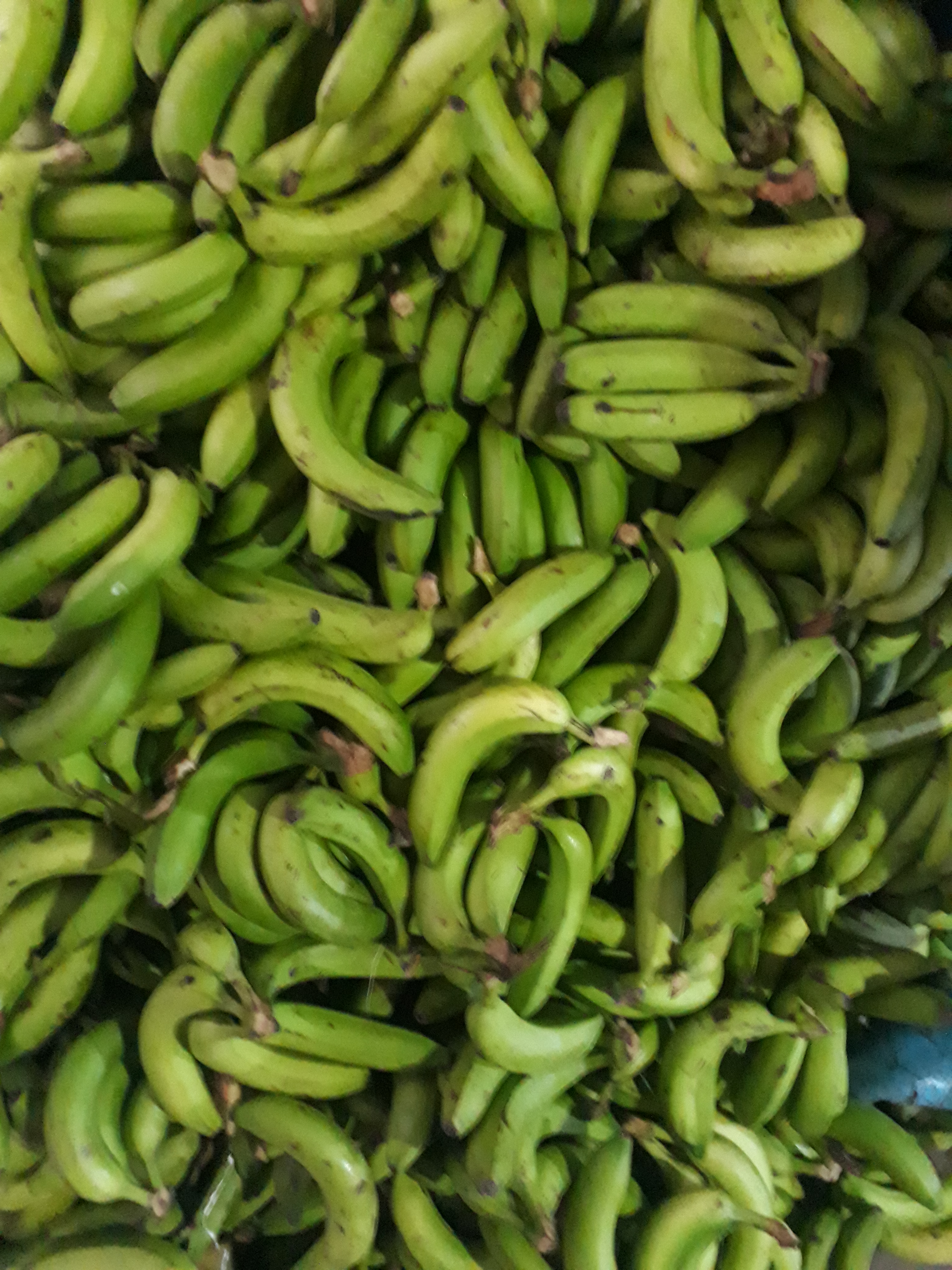 Banano verde