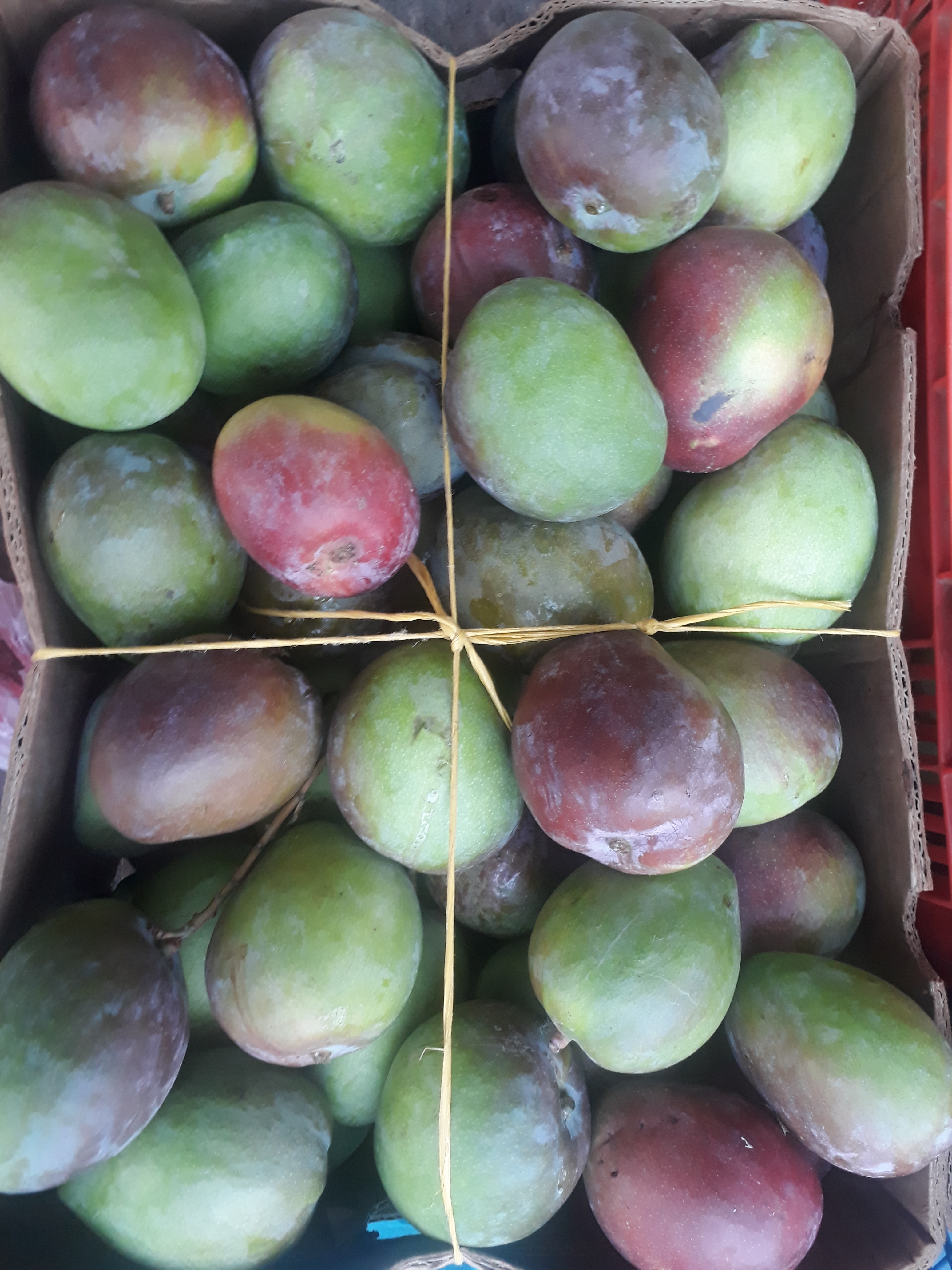 Mango manzana