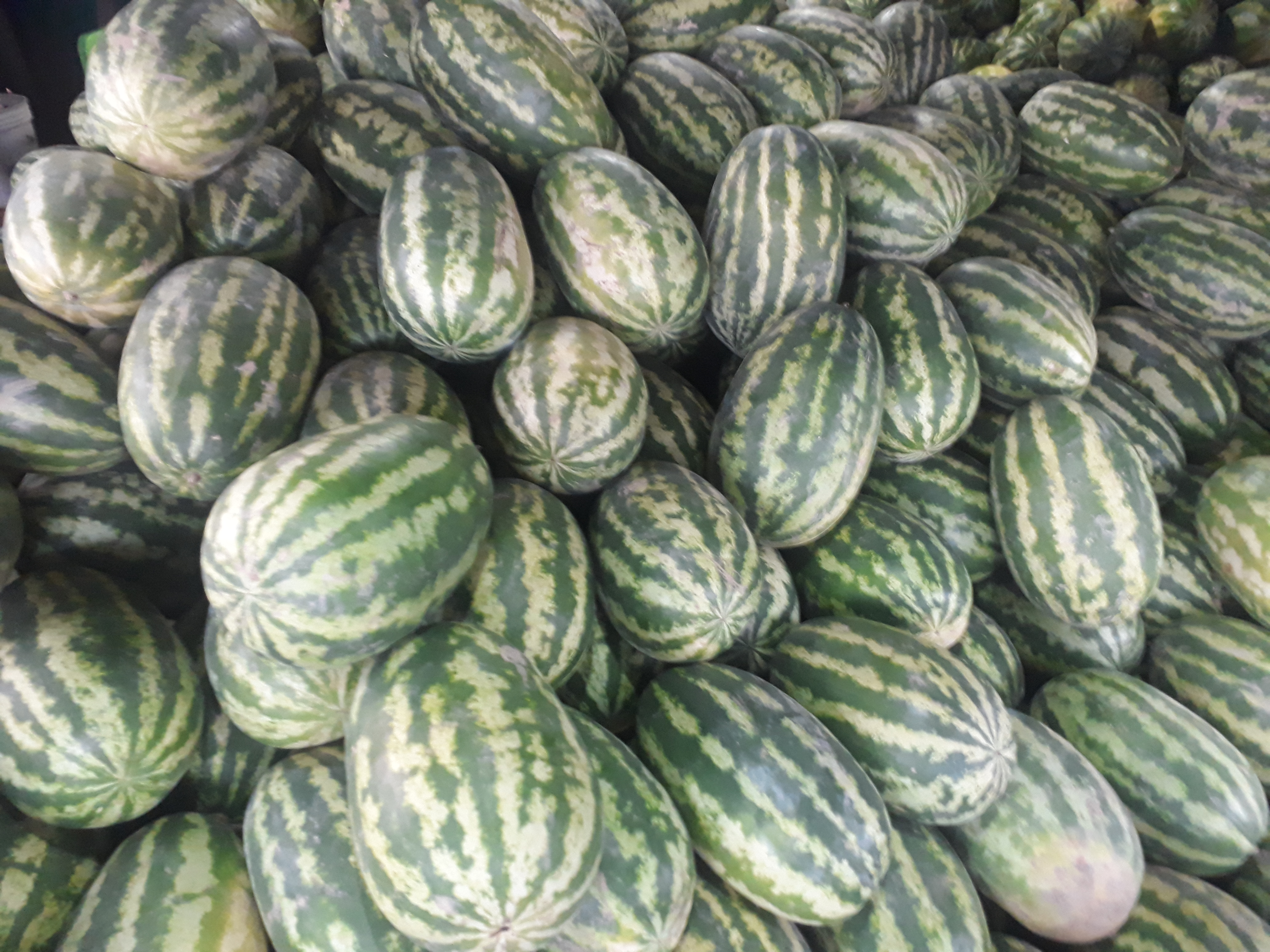 Sandia