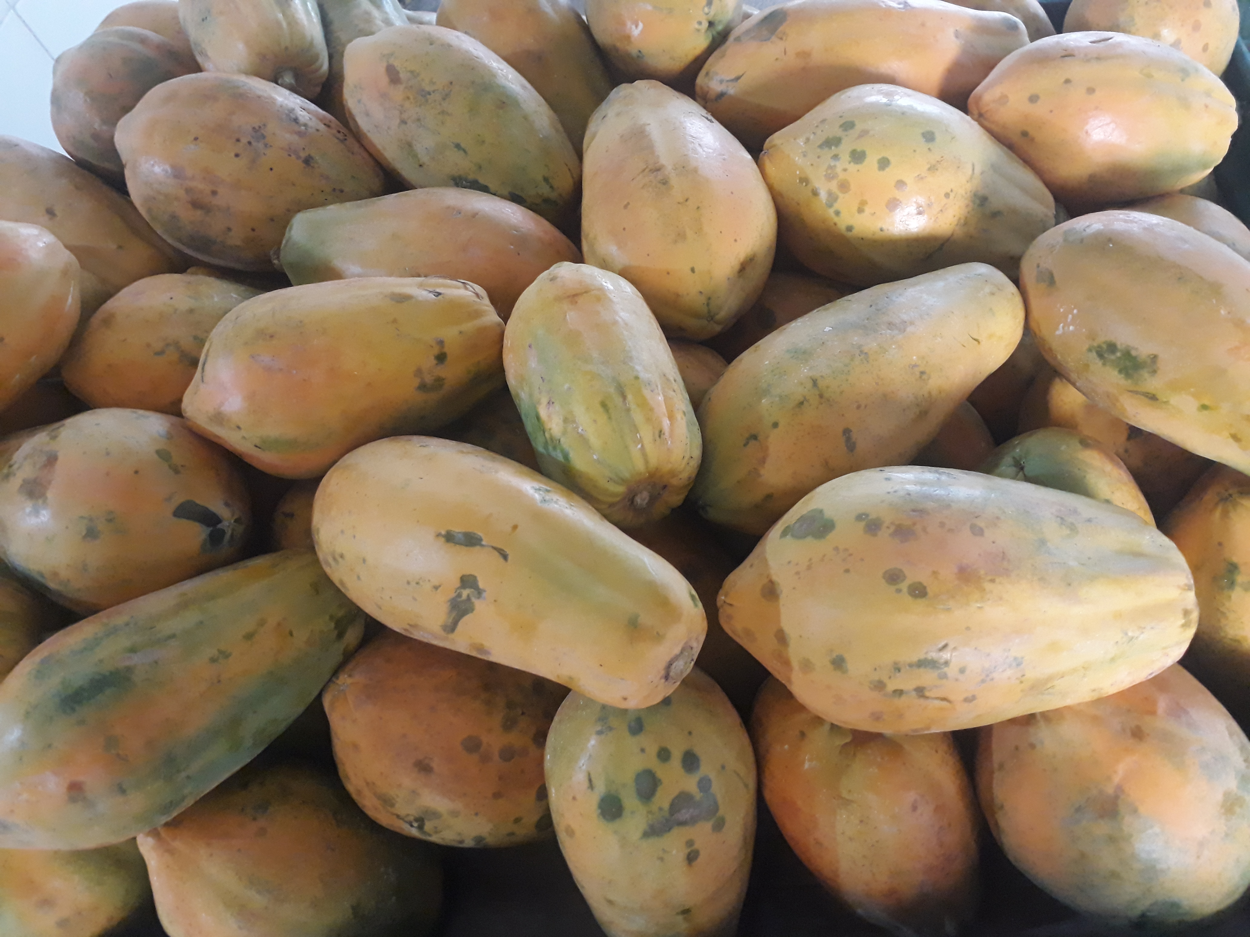 Papaya